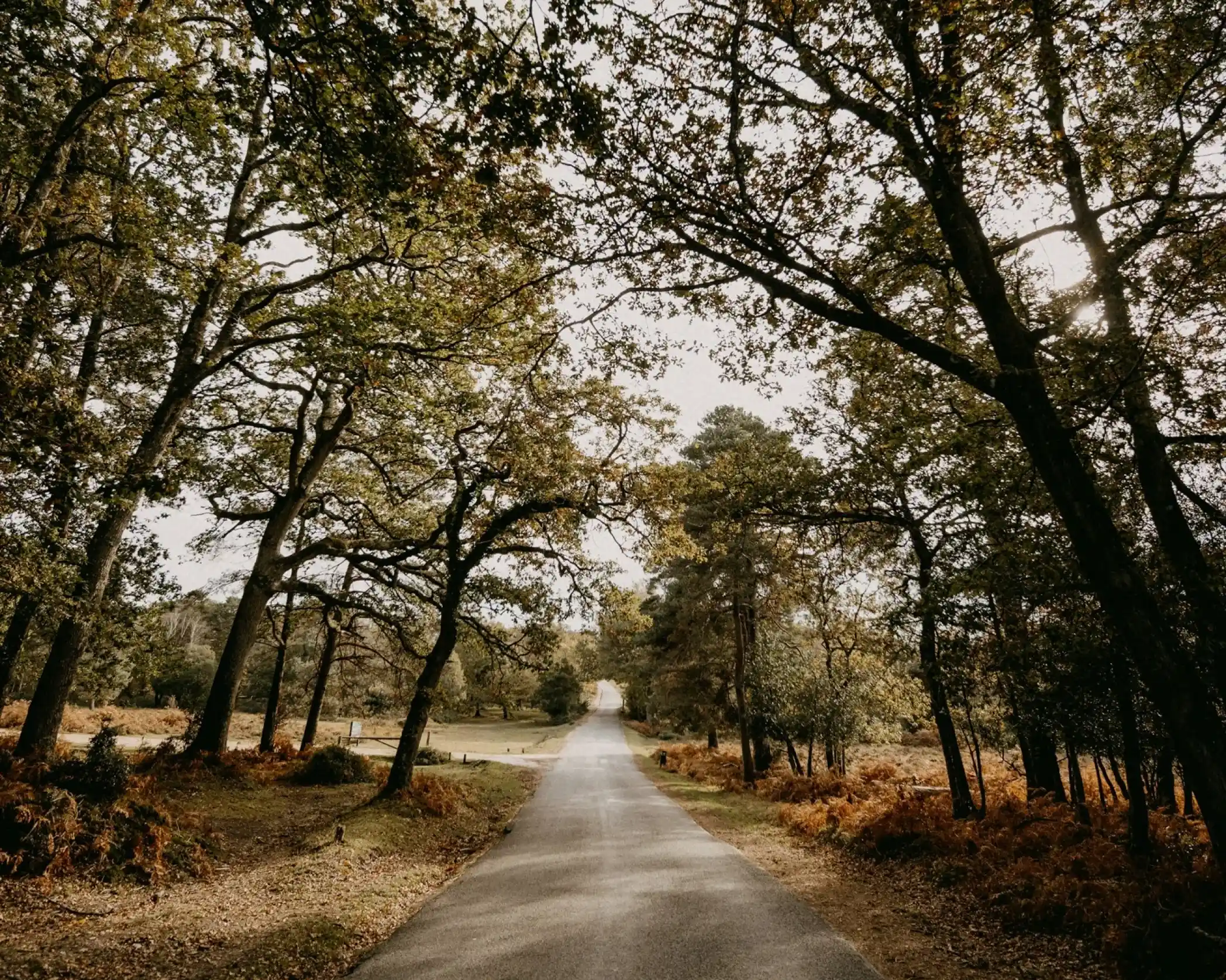 A narrow paved road stretches through a forest in autumn, with tall trees arching over the path and golden-brown leaves scattered on the ground. Sunlight filters softly through the branches.