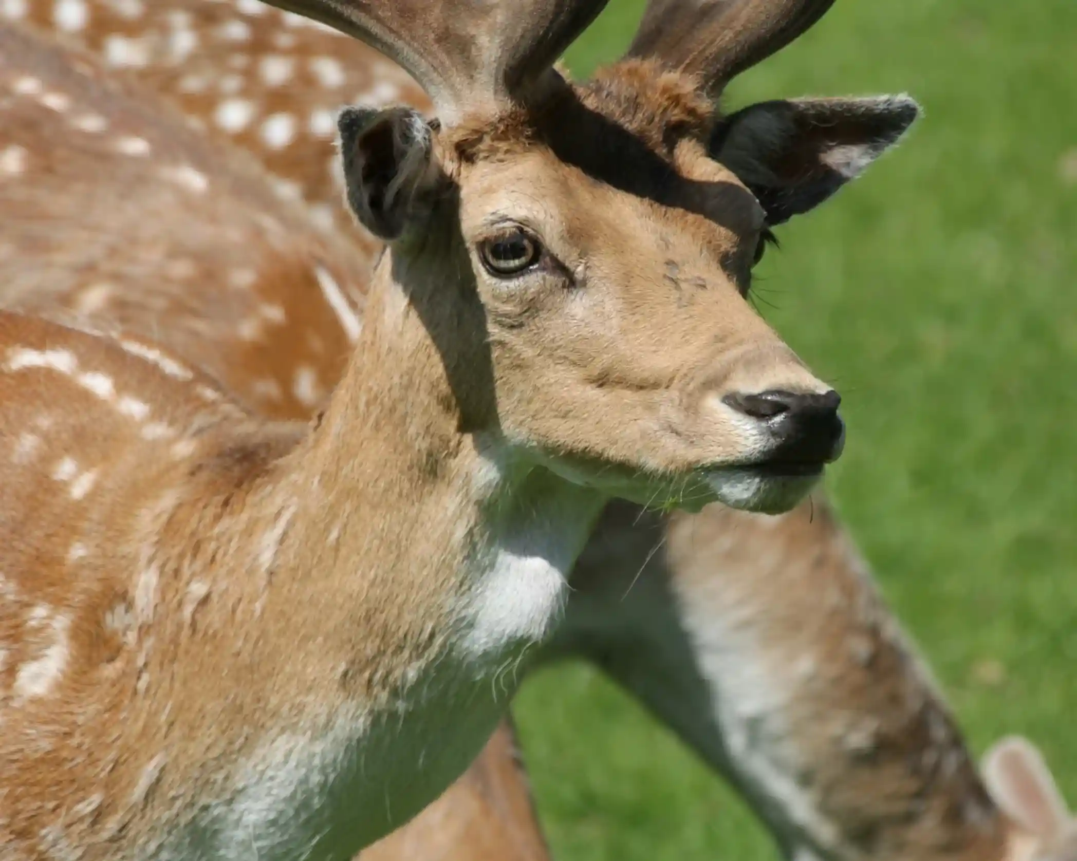 A close-up of a young deer with distinctive spots, standing on lush green grass. Its antlers are partially developed, and it has an inquisitive expression.