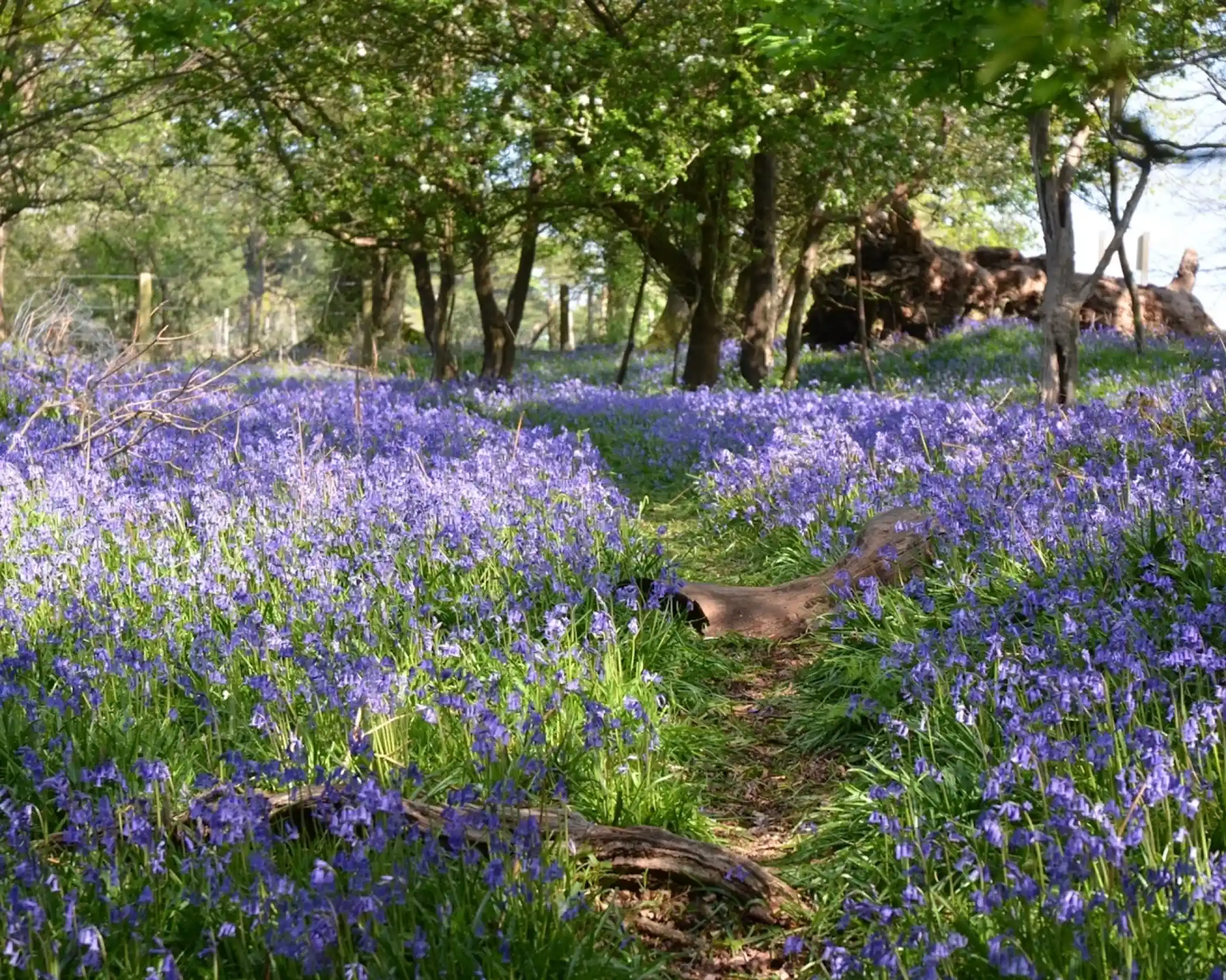 A woodland path winding through a dense carpet of blooming bluebells, surrounded by trees with fresh green leaves. Sunlight filters through the foliage, creating a serene and enchanting forest scene.