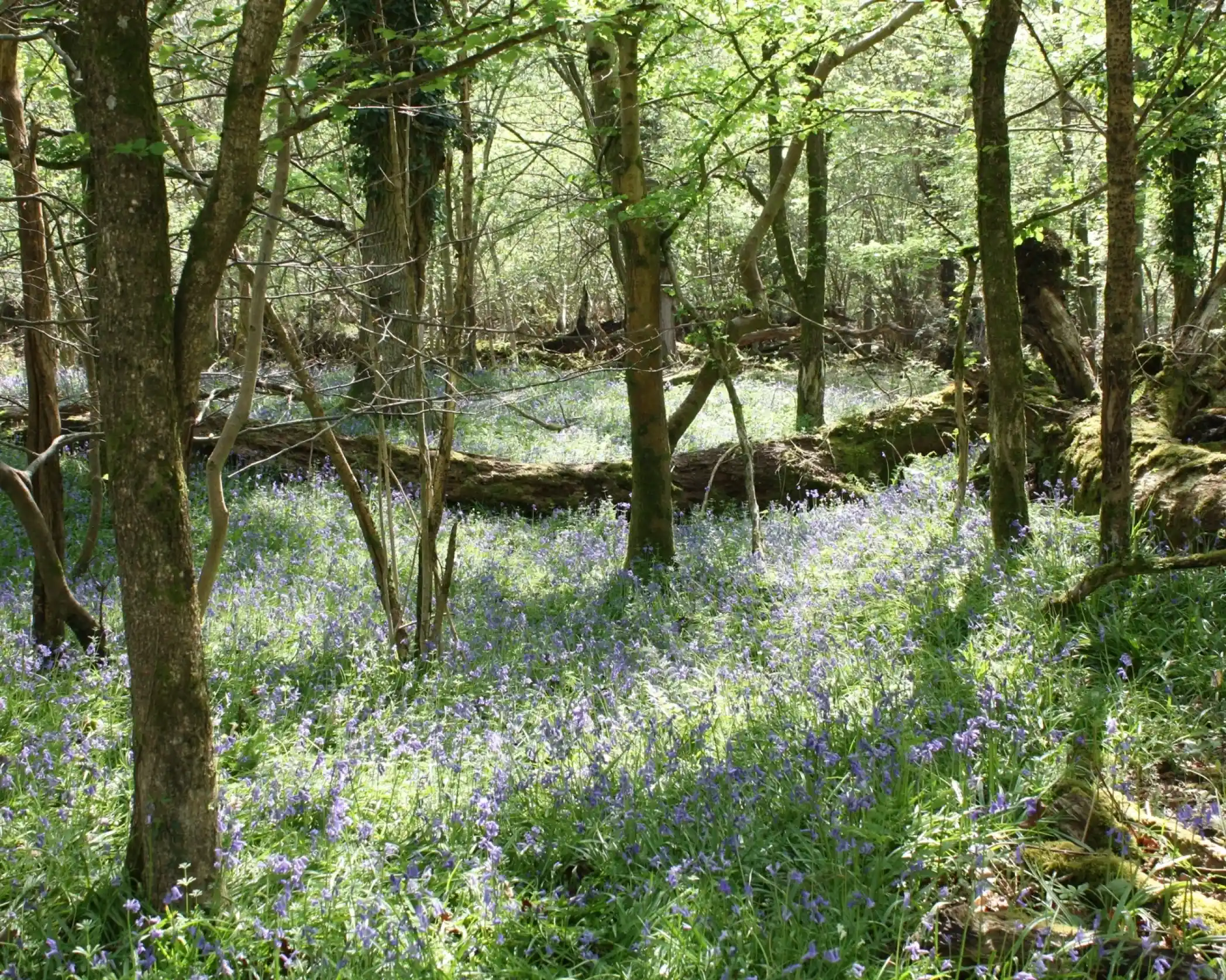 A sunlit forest floor blanketed with blooming bluebells, surrounded by tall trees with fresh green leaves. Dappled sunlight filters through the canopy, casting light and shadow across the peaceful woodland scene.
