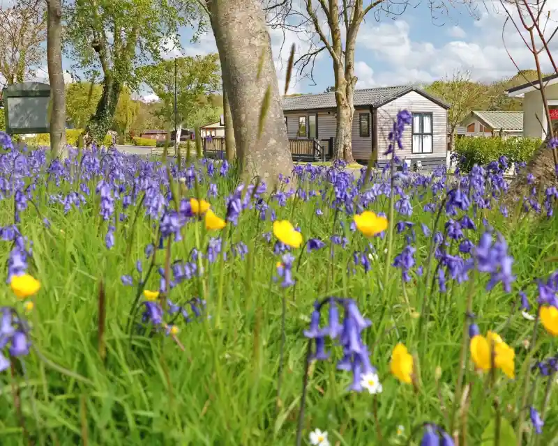 A field of blooming bluebells and yellow wildflowers in the foreground, with trees and several wooden cabins or mobile homes in the background on a sunny day. The scene suggests a peaceful countryside or holiday park setting.