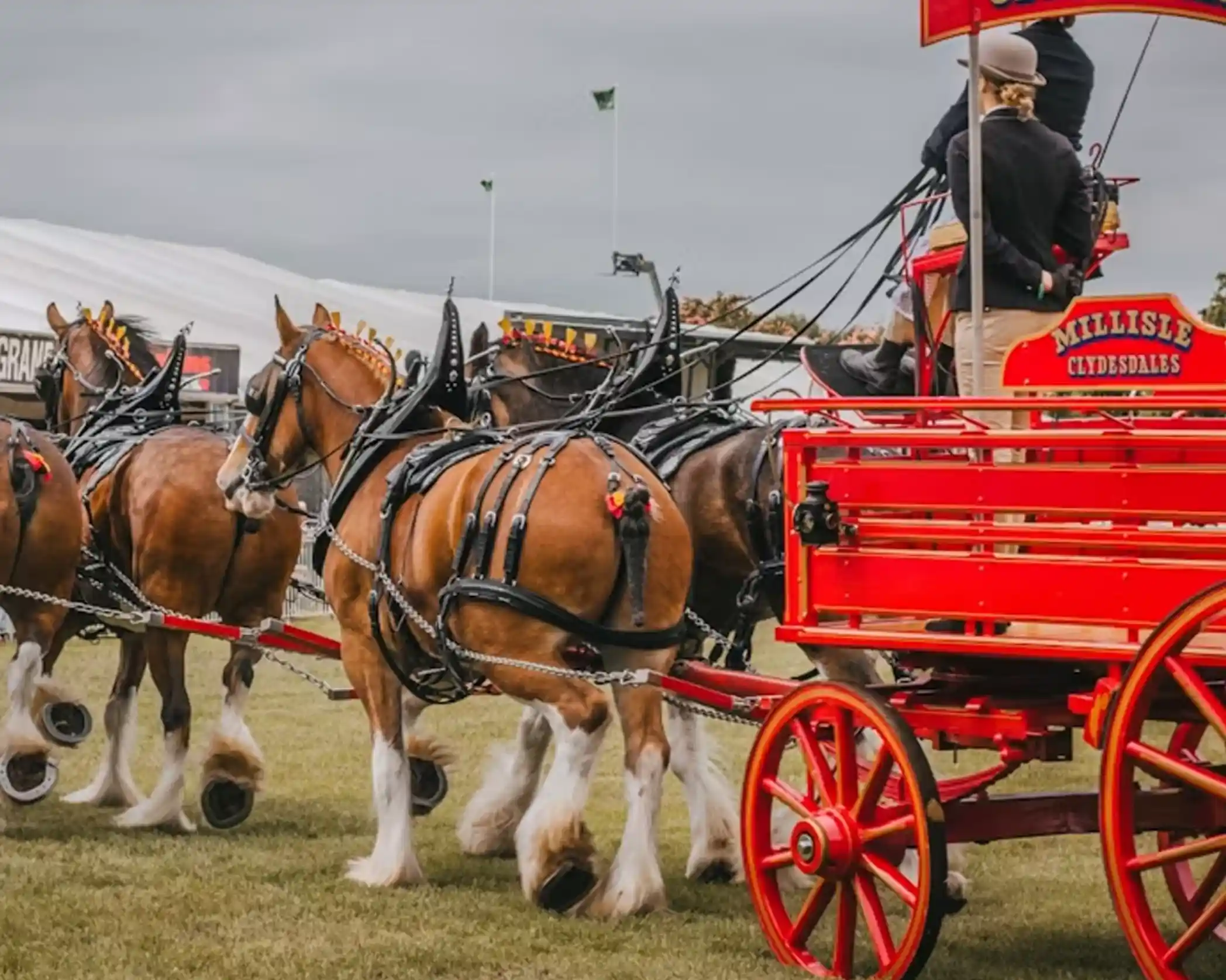 A team of Clydesdale horses pulls a bright red wagon at an outdoor event. The horses are well-groomed and wearing ornate harnesses, while a driver, dressed in traditional attire, guides them. The background features a large tent and cloudy skies.
