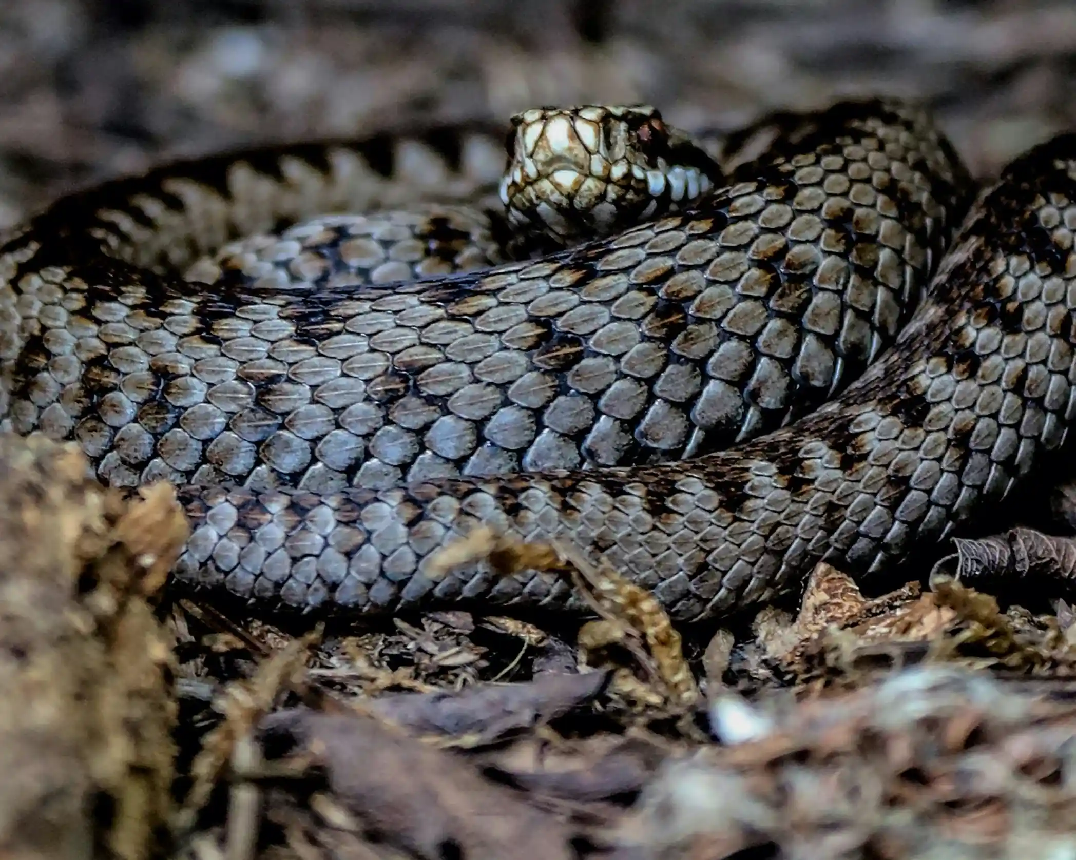 A coiled brown and gray snake resting on the forest floor, partially hidden among leaves and twigs. Its head is raised, showcasing distinct scales and patterns.