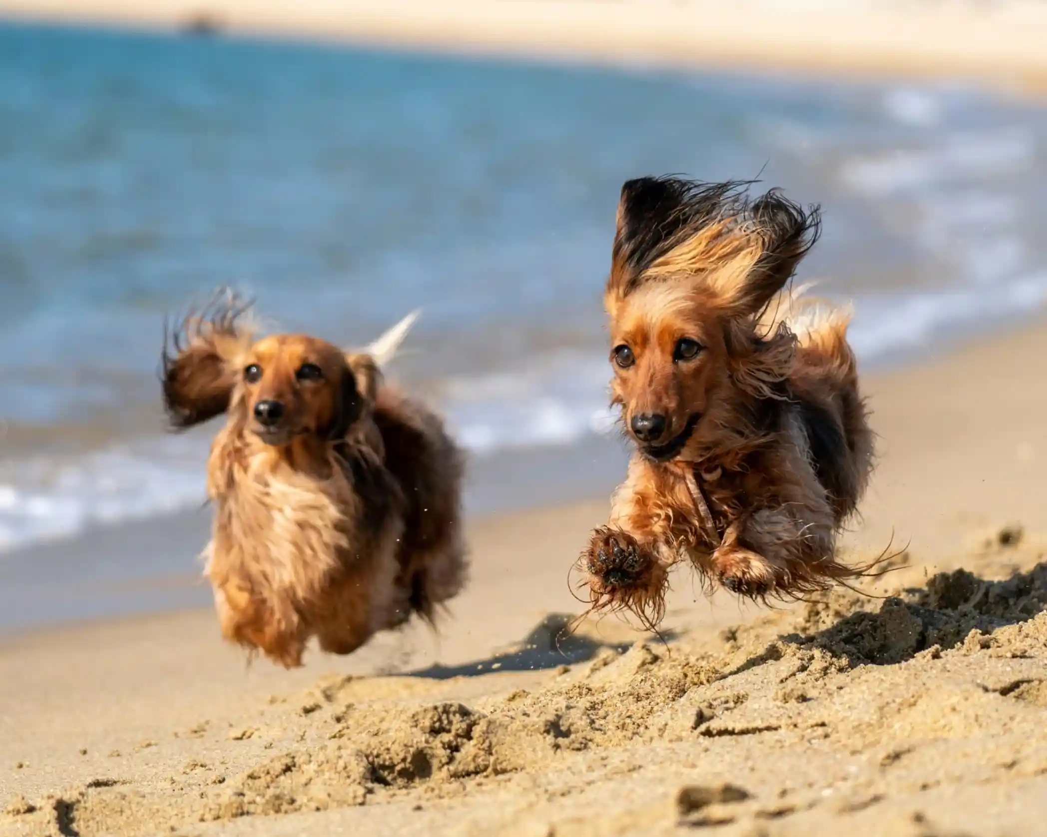 Two long-haired dachshunds joyfully run along the sandy beach, with the ocean in the background. Their fur flows with the breeze as they bound towards the camera.