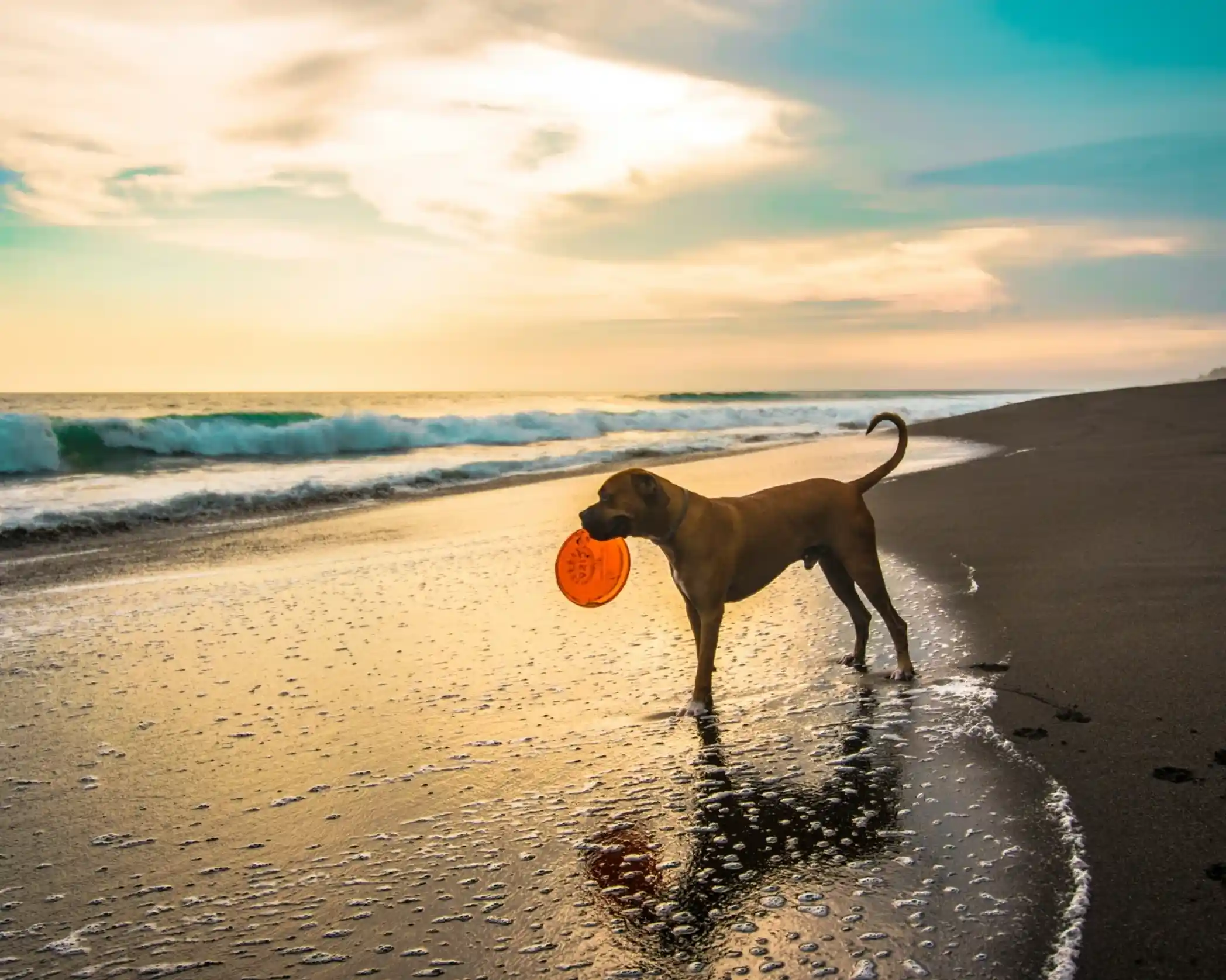 A brown dog stands on a sandy beach at sunset, holding a bright orange frisbee in its mouth. Gentle waves lap at the shore, reflecting the vibrant sky.