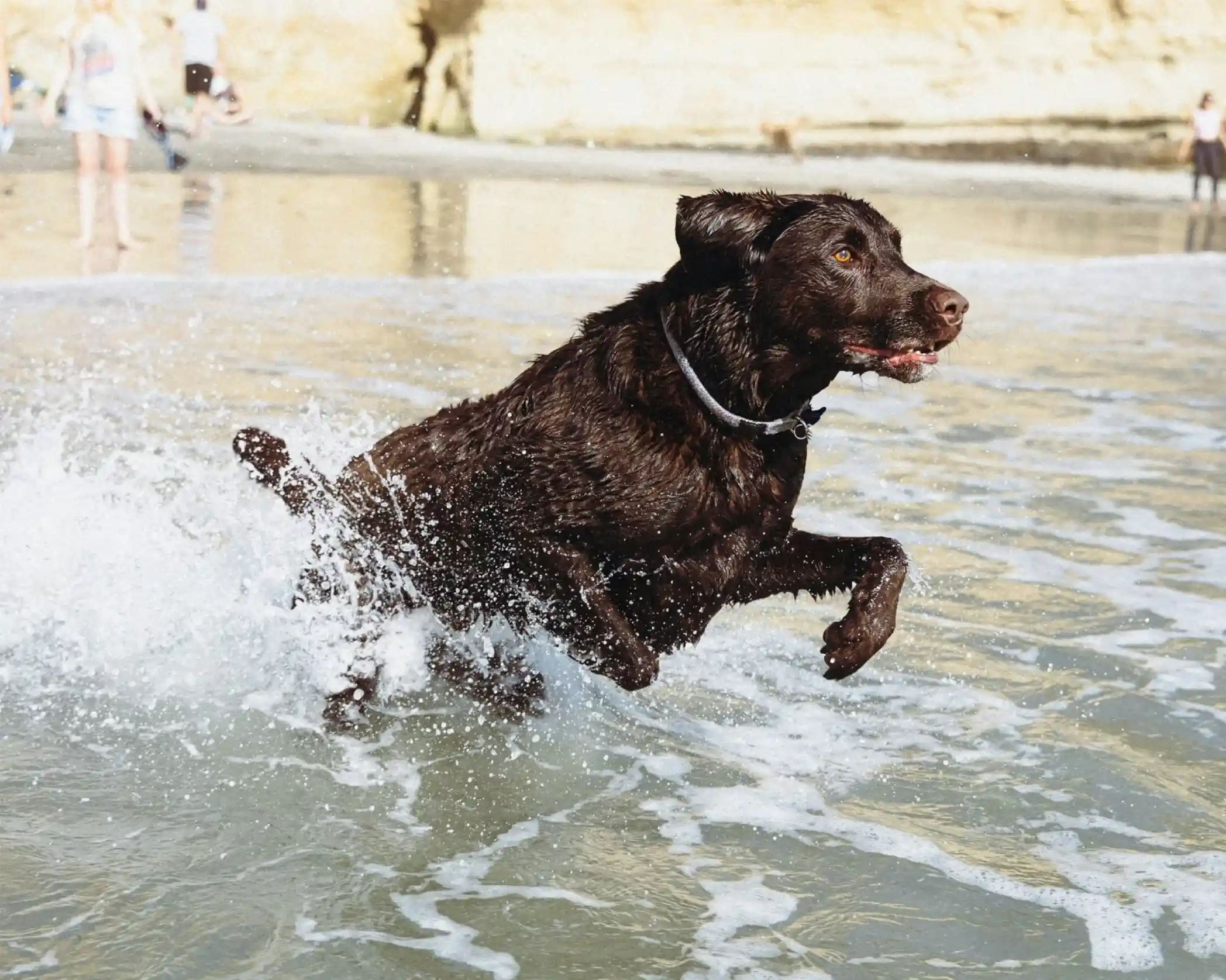 A chocolate Labrador retriever joyfully splashes through the ocean waves, with water spraying around as it runs along the shoreline. In the background, people enjoy the beach.