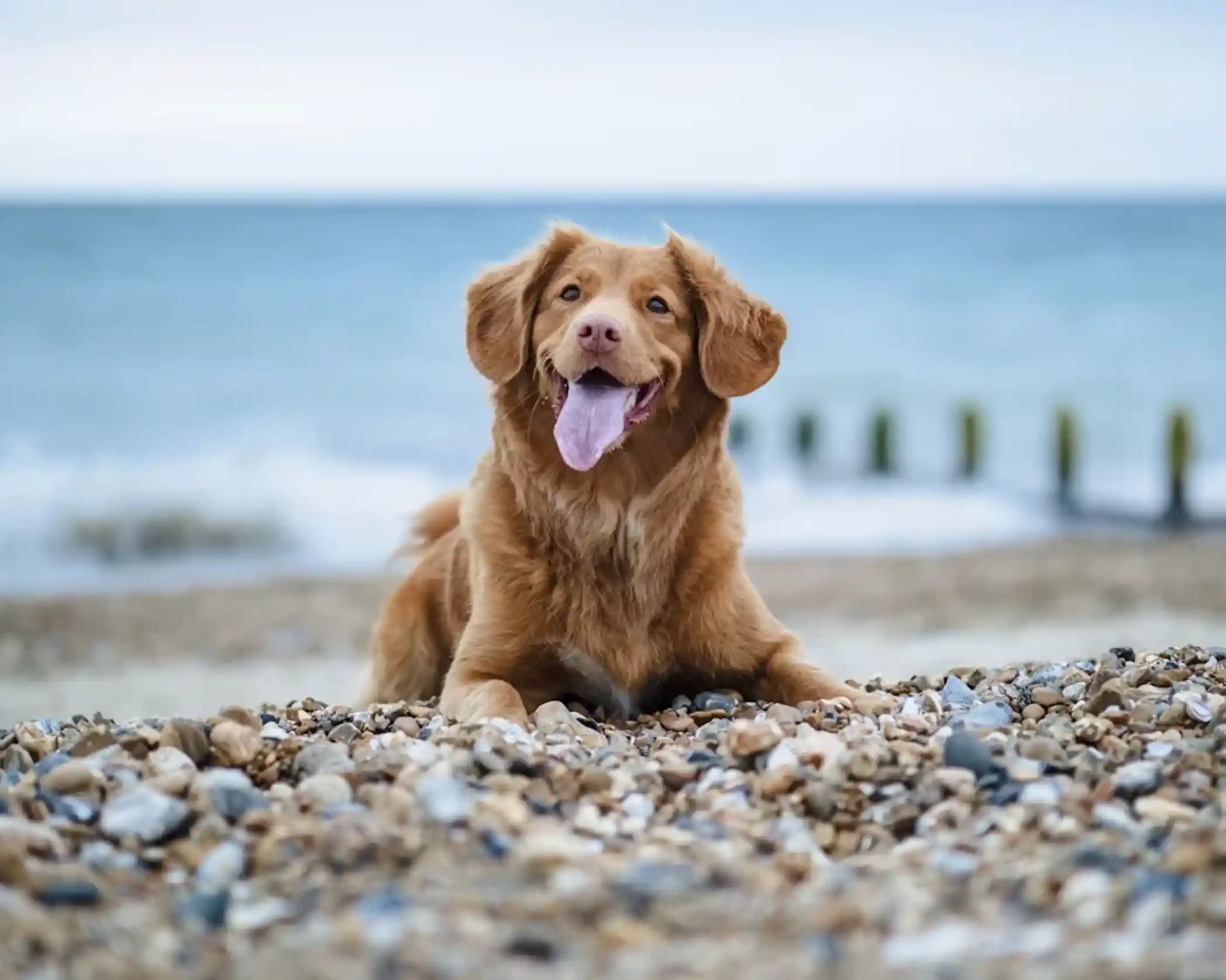 A happy golden retriever mix with a fluffy coat lies on a rocky beach, tongue out, with waves and a distant pier in the background.