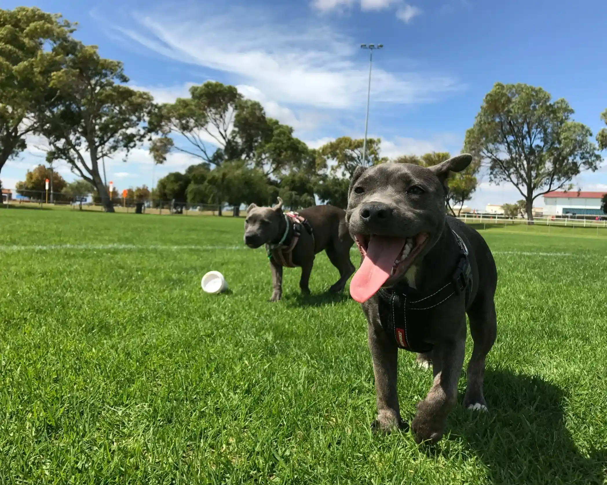 Two playful dogs, both with gray fur, are running on a lush green field under a blue sky. One dog is in the foreground with its mouth open and tongue out, while the other is in the background. Trees and a park setting are visible in the scene.