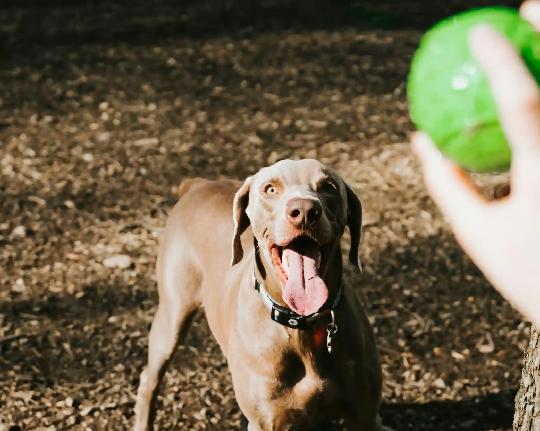 A happy gray dog with its tongue out eagerly watches a person holding a green ball in a park setting.