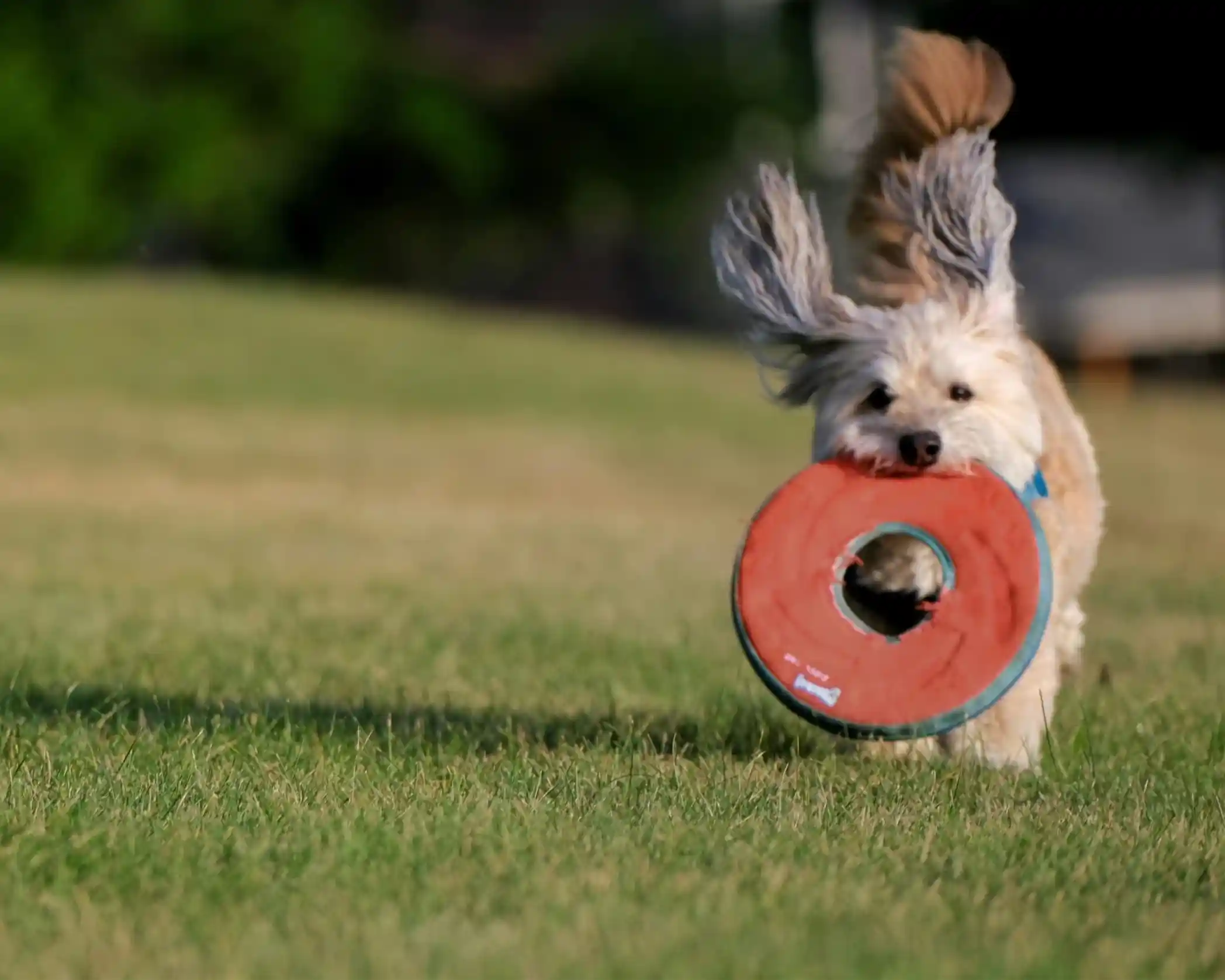 A fluffy dog joyfully runs across a grassy field, holding a red frisbee in its mouth. Its ears flap in the wind as it races forward.