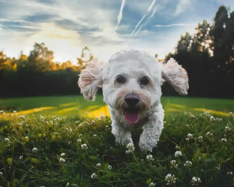 A happy white dog with floppy ears runs through a grassy field adorned with small white flowers, under a vibrant sunset sky.
