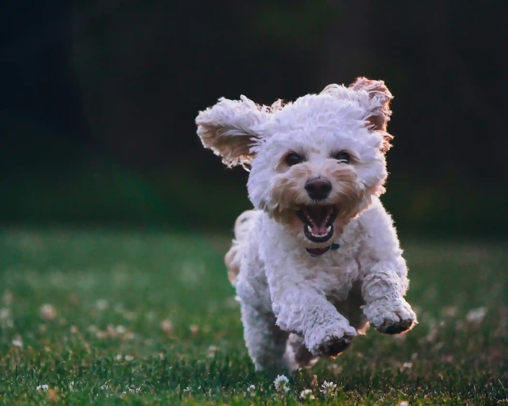 A small, fluffy white dog joyfully running through a grassy field, with its ears flapping and mouth open in a happy expression.