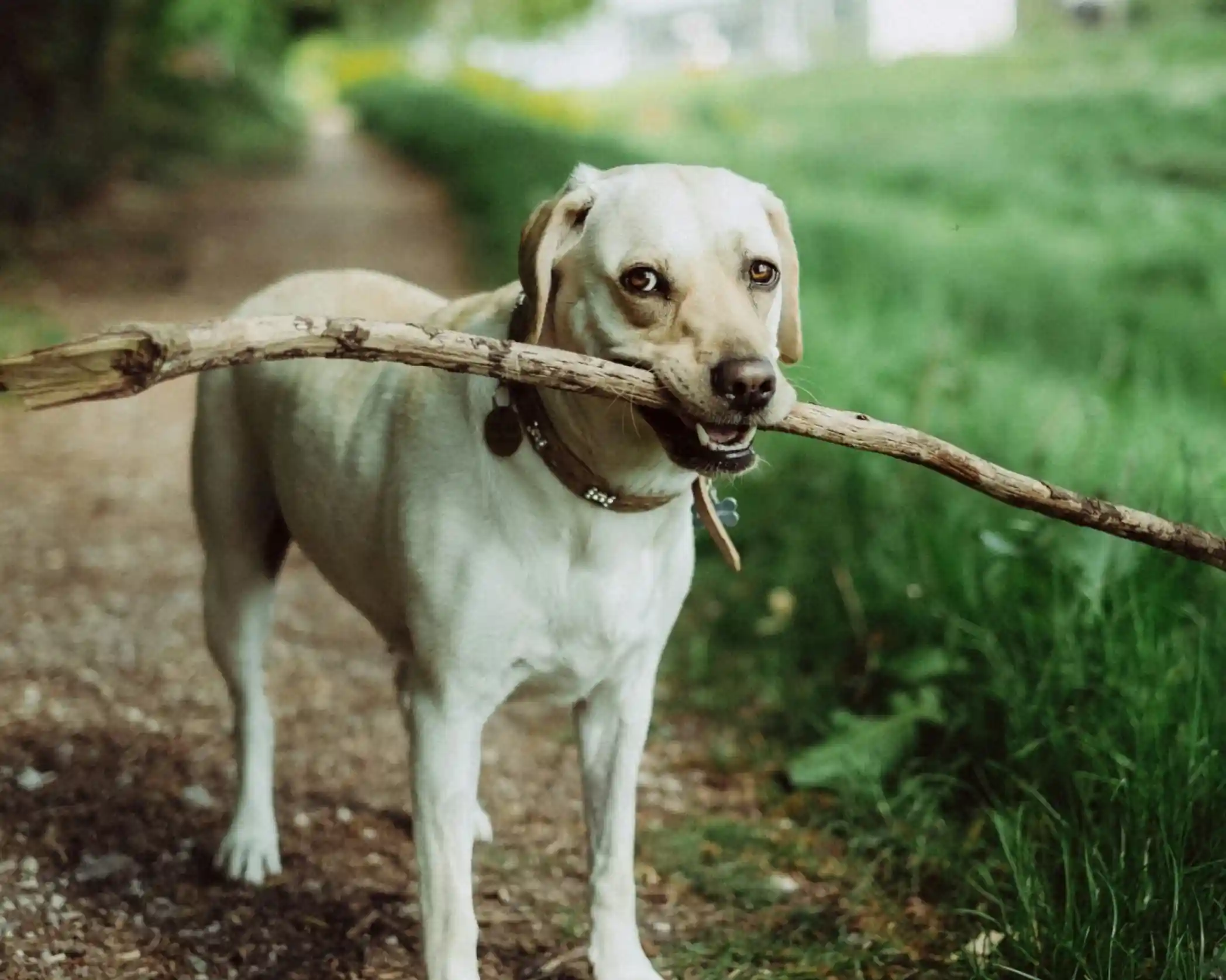 A yellow Labrador retriever stands on a gravel path, happily holding a large stick in its mouth. Lush green grass and trees line the background.