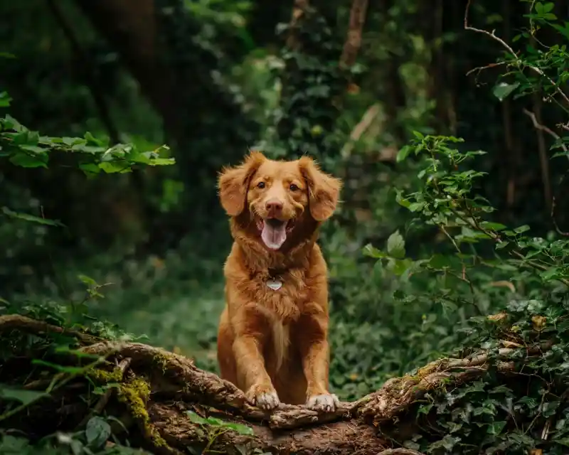 A happy, golden-brown dog sits on a fallen log in a lush green forest, surrounded by vibrant foliage. The dog's tongue is out, and it looks playfully towards the camera.