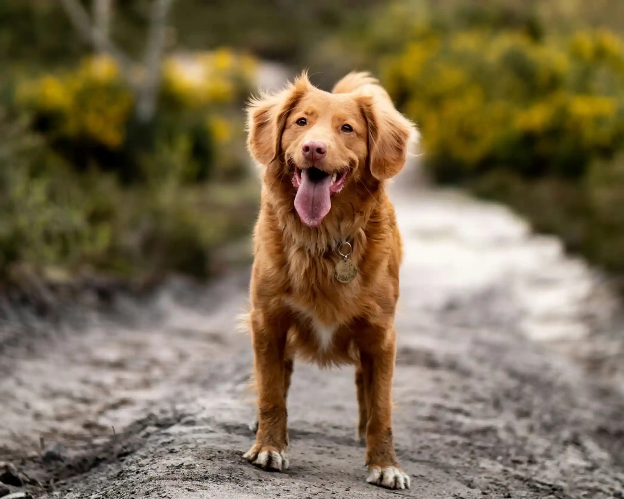 A golden retriever stands on a dirt path, surrounded by greenery and yellow flowers. The dog has a joyful expression with its tongue out and a collar with a tag.