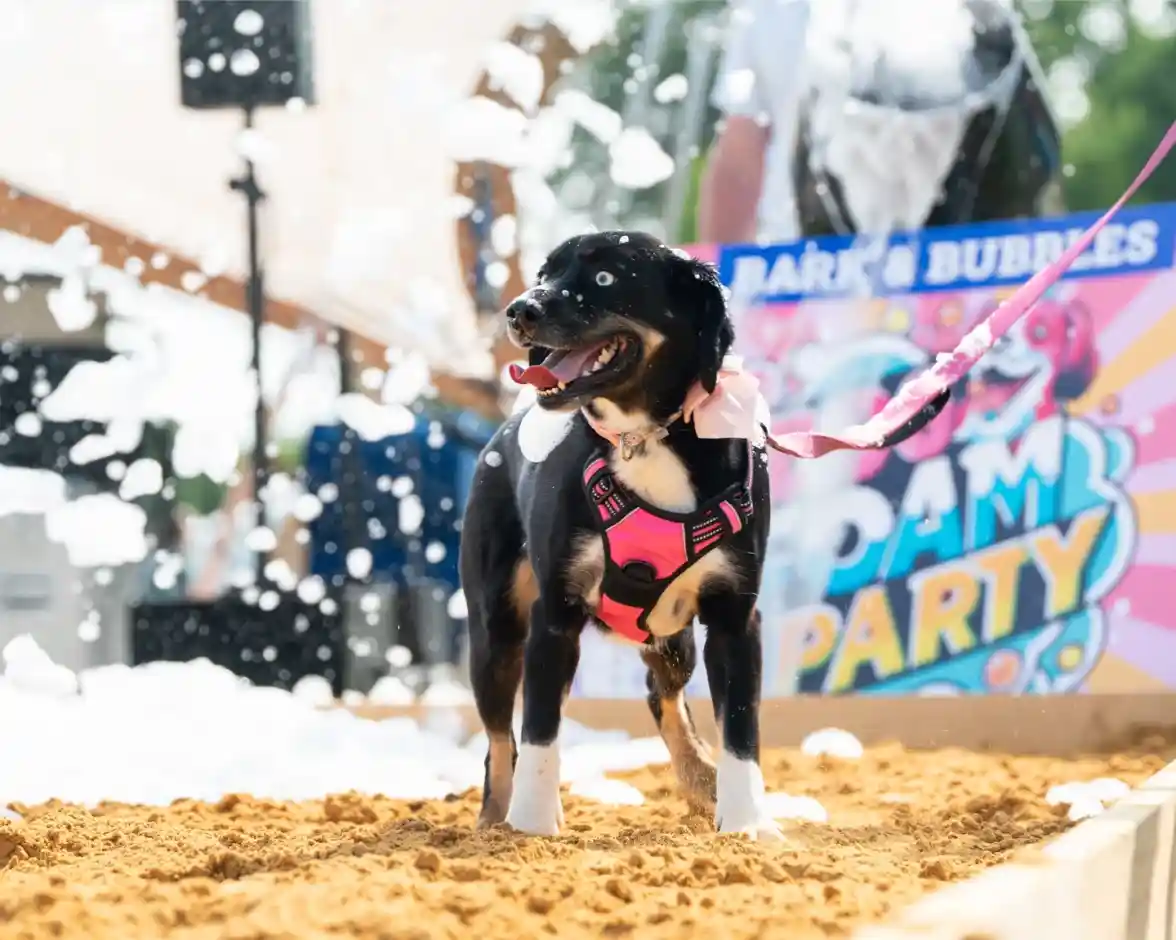 A happy dog in a pink harness stands on sandy ground, surrounded by bubbles at a festive foam party. Colorful signage in the background promotes the event.