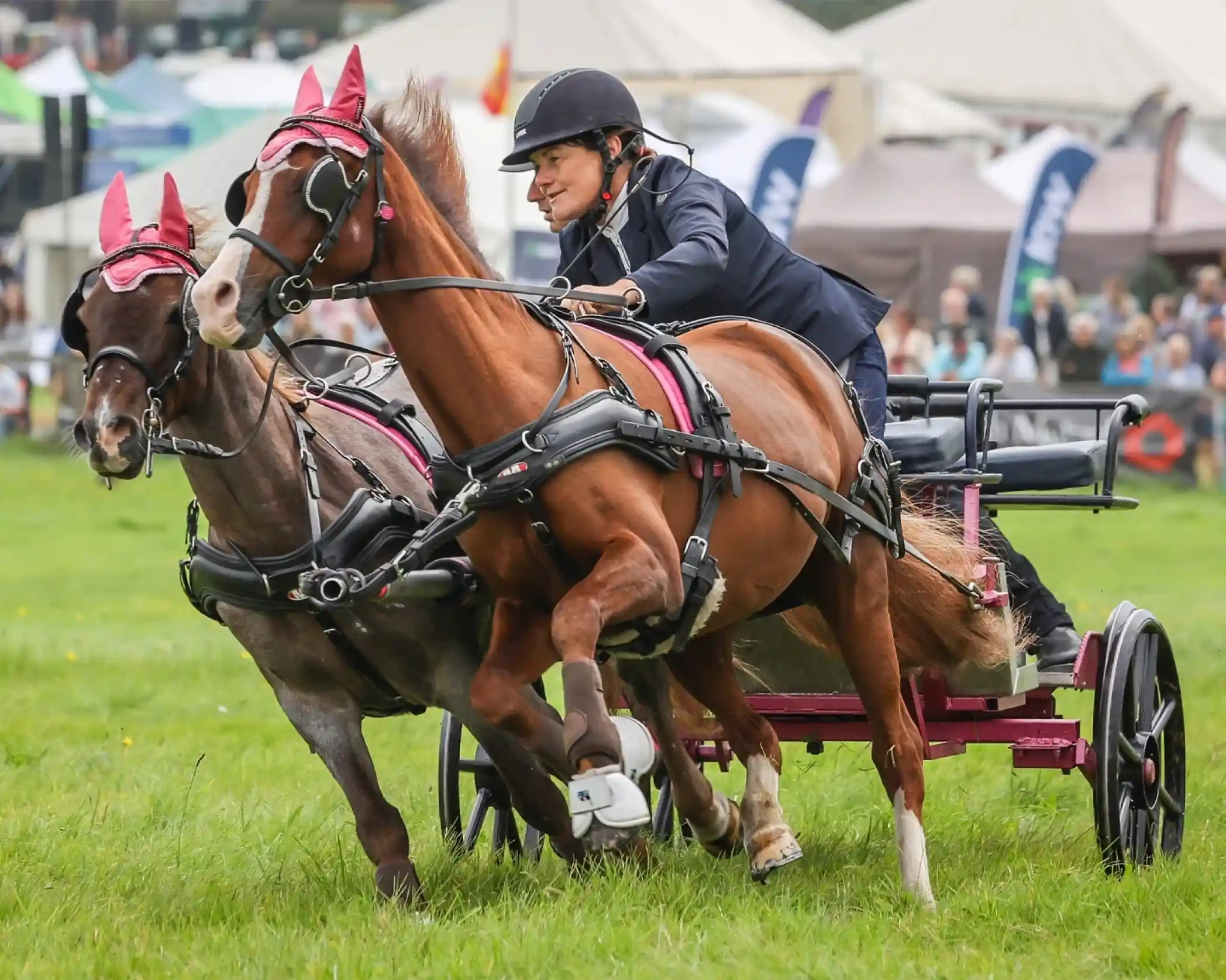 A driver expertly maneuvers a two-horse carriage through a grassy field, with both horses wearing matching pink accessories. The scene is lively, with a crowd and tents in the background.