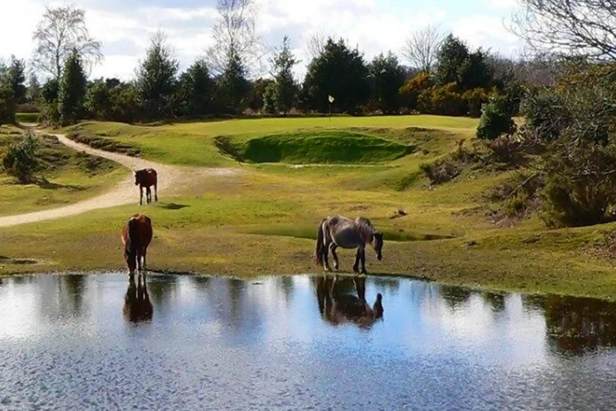 A serene landscape featuring a pond reflecting the sky, with two horses drinking along the water's edge. In the background, a golf course is visible with a path winding through greenery and trees.