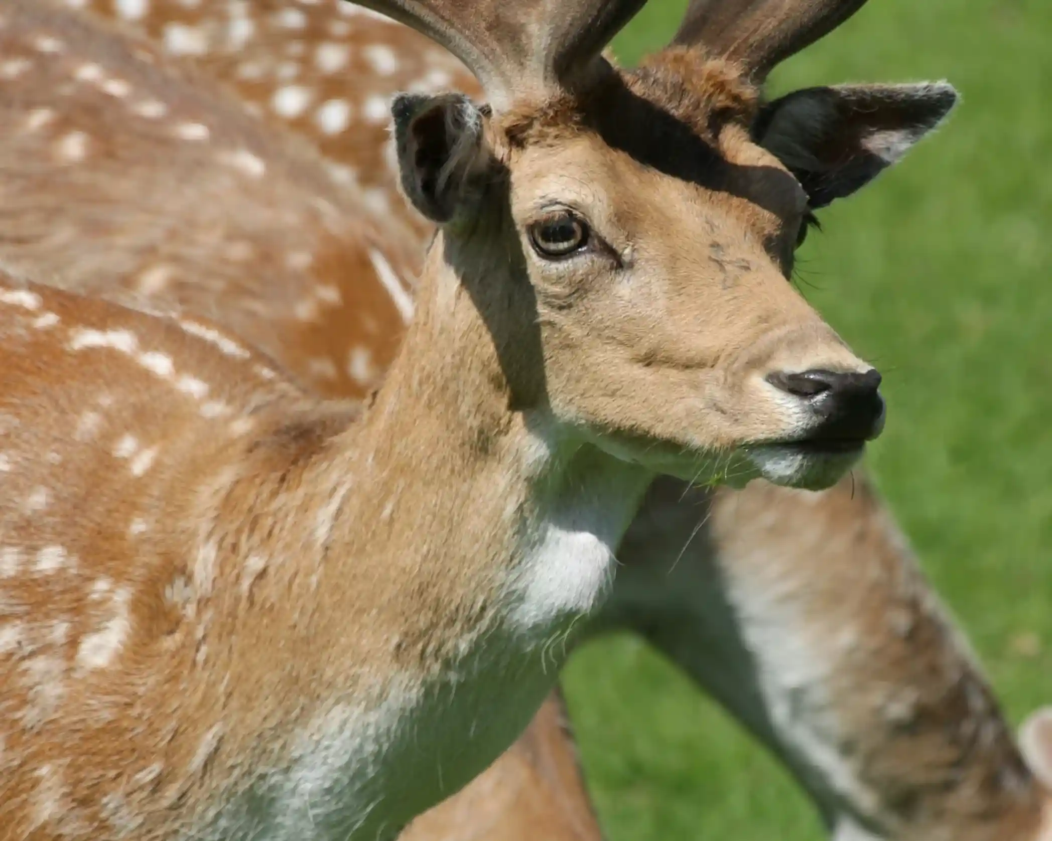 A close-up of a fallow deer with light brown fur and white spots, standing on green grass. The deer has short, velvety antlers and is gazing calmly into the distance, with another similarly patterned deer partially visible in the background.