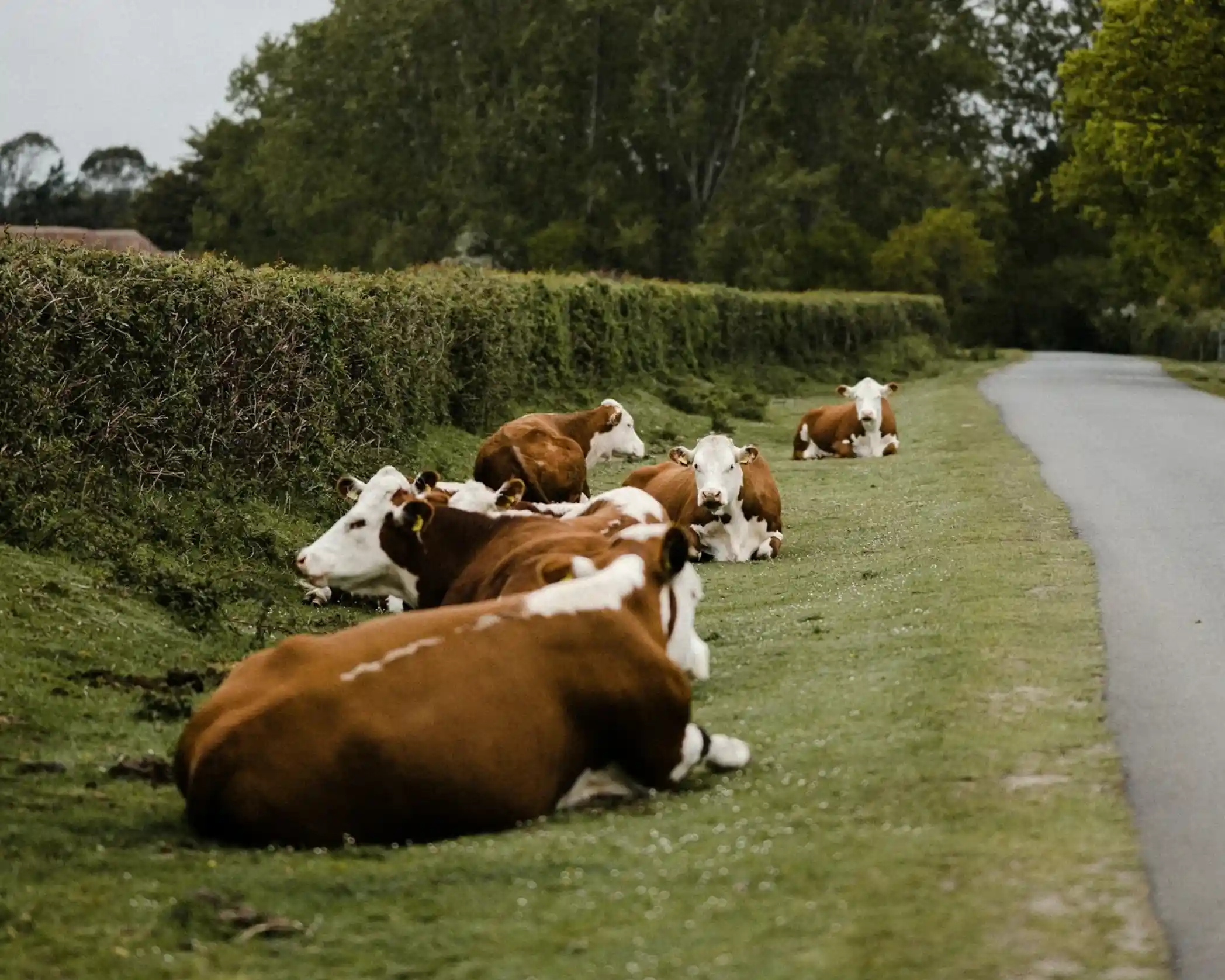 A group of brown and white cows are lying on the grass beside a quiet rural road. They are resting near a tall hedge, with trees and cloudy skies in the background, creating a peaceful countryside scene.