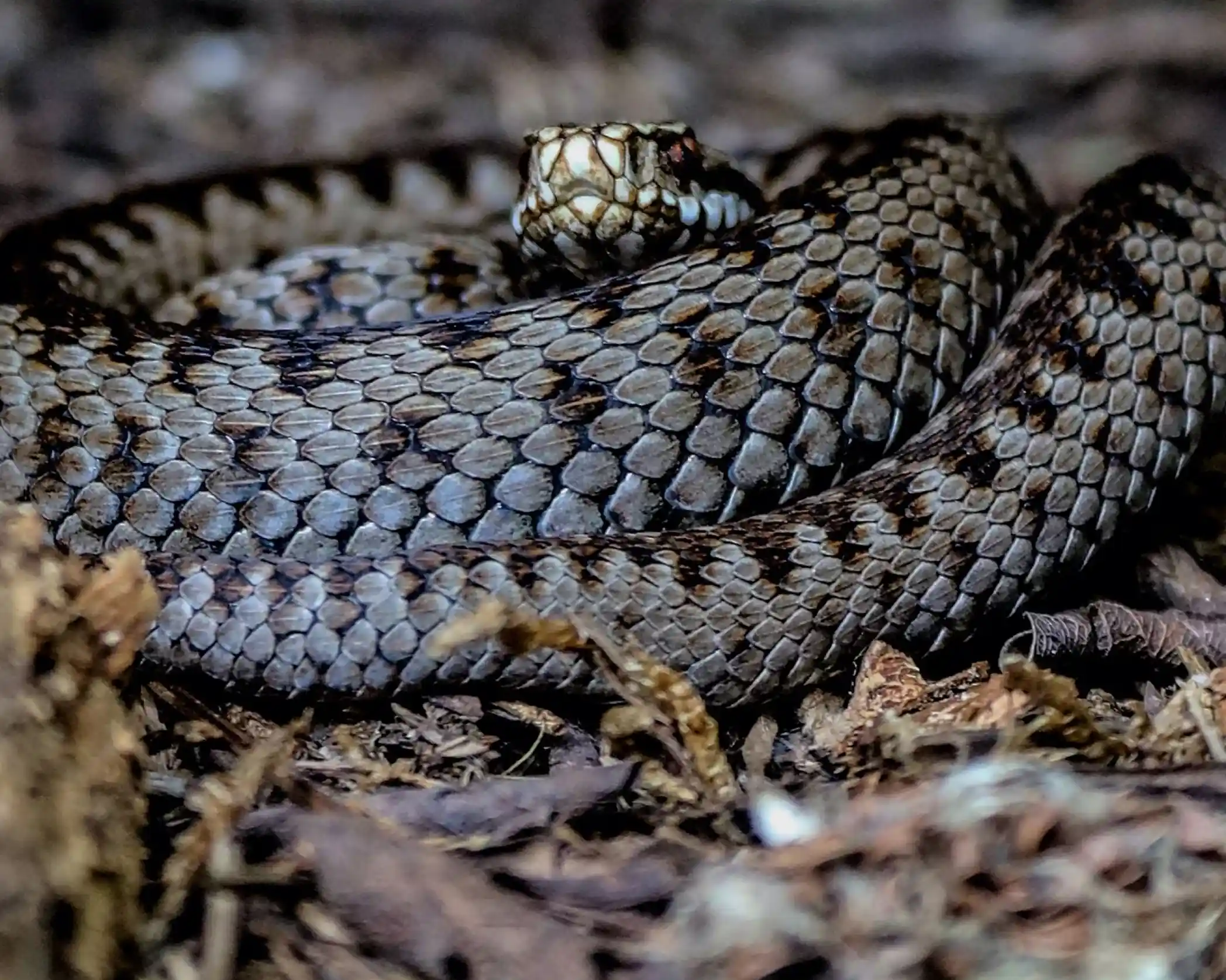 A close-up of a coiled snake with textured, patterned scales, lying on a forest floor covered in dry leaves and twigs. The snake has a triangular head and dark markings along its body, suggesting it may be a venomous species such as a European adder.