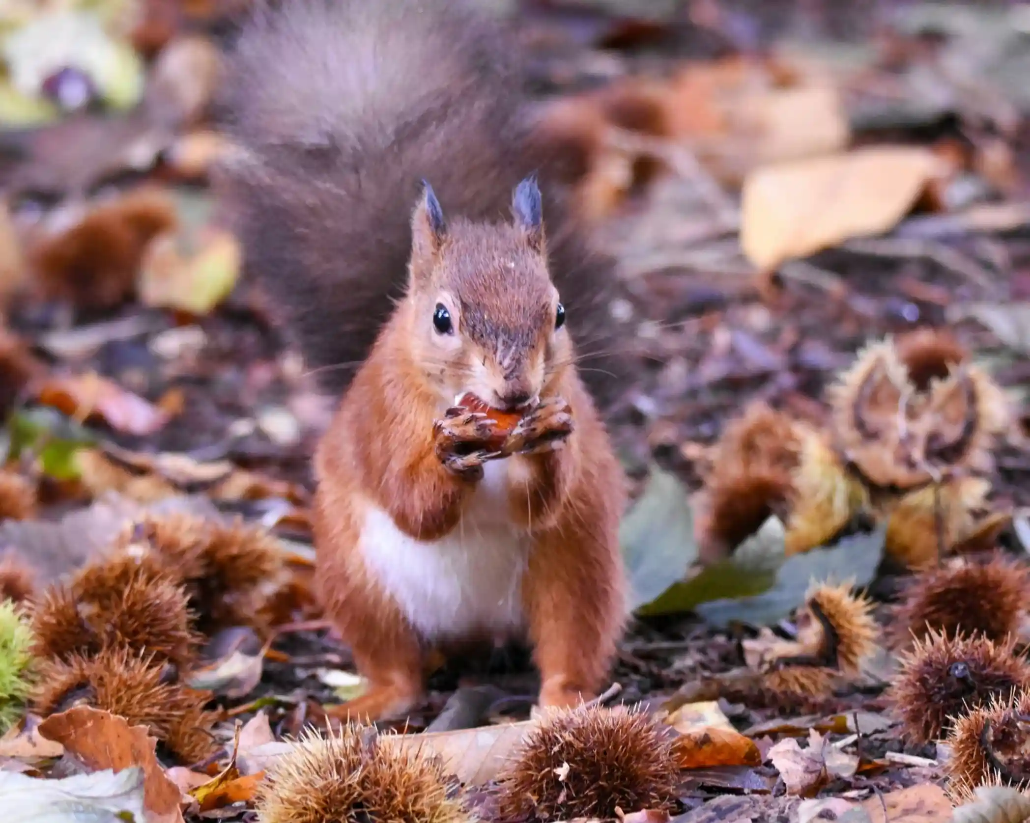 A brown squirrel holds a nut in its paws while standing on the forest floor, surrounded by fallen leaves and chestnut husks. Its fluffy tail is raised behind it.