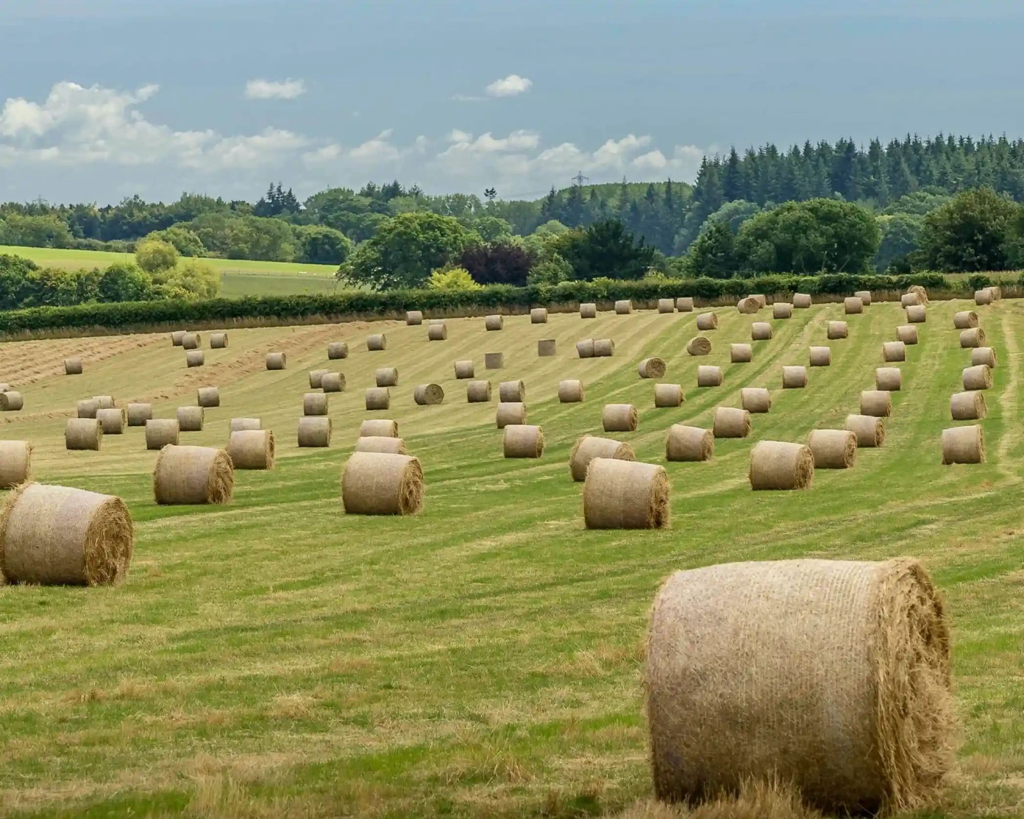A scenic landscape featuring numerous round hay bales scattered across a vibrant green field. In the background, lush trees and a cloudy blue sky enhance the rural atmosphere.