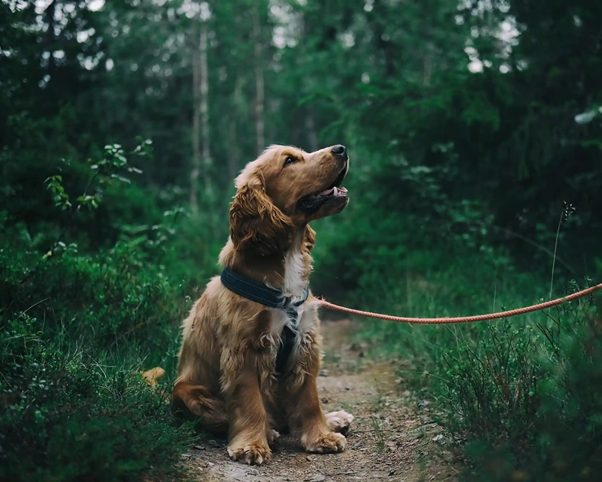 A golden retriever puppy sitting on a path in a lush green forest, looking up with a happy expression. The dog is wearing a harness and is leashed.