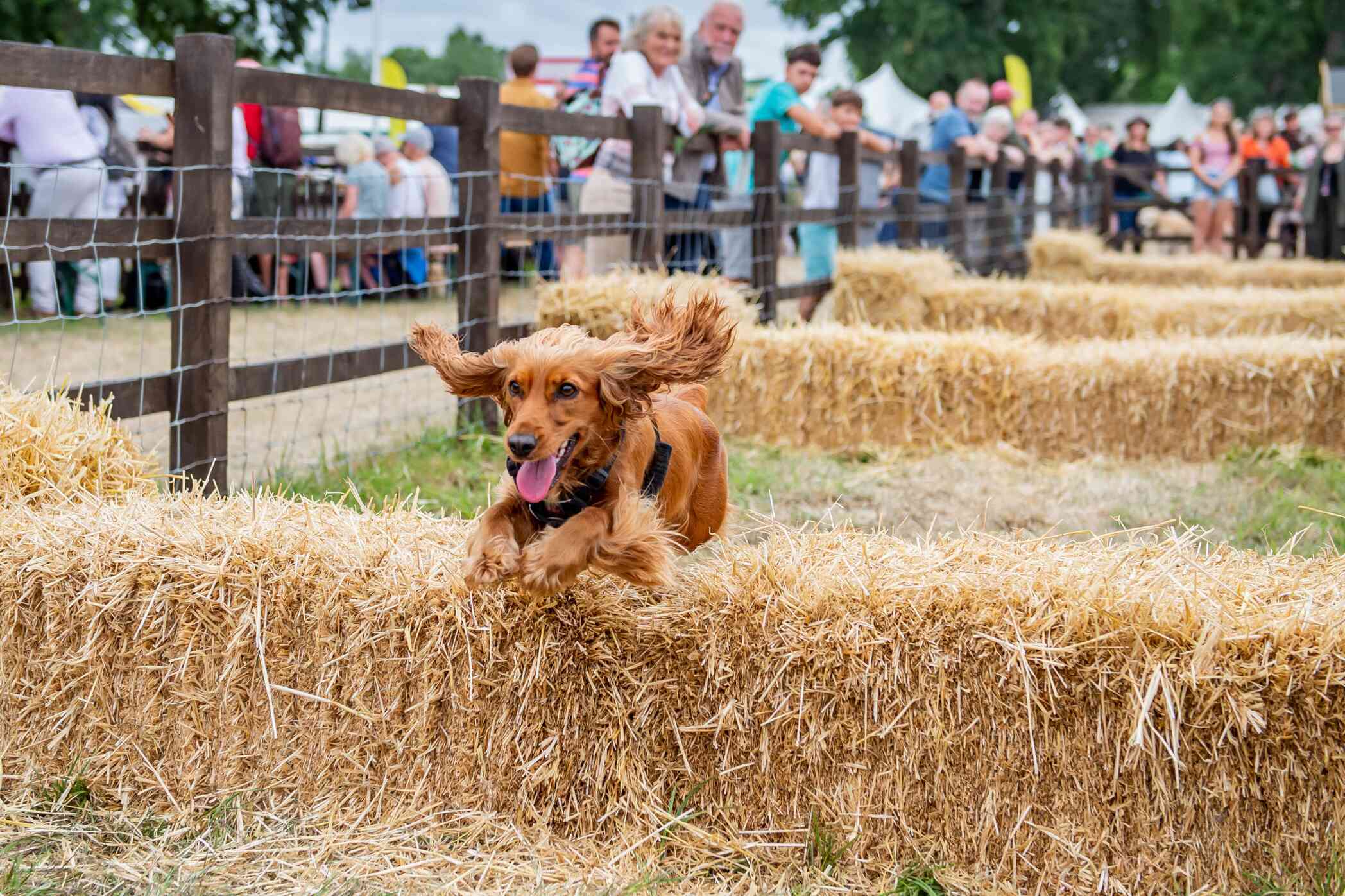 A happy dog leaps over a straw barrier during an outdoor event, with a crowd of people watching in the background.