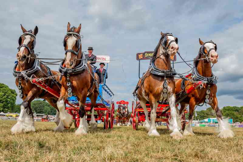 Four majestic Clydesdale horses are harnessed to a bright red cart, standing proudly in a grassy field. The horses are adorned with decorative harnesses and medals, and a driver in formal attire guides the team. In the background, several people and event tents are visible under a cloudy sky.