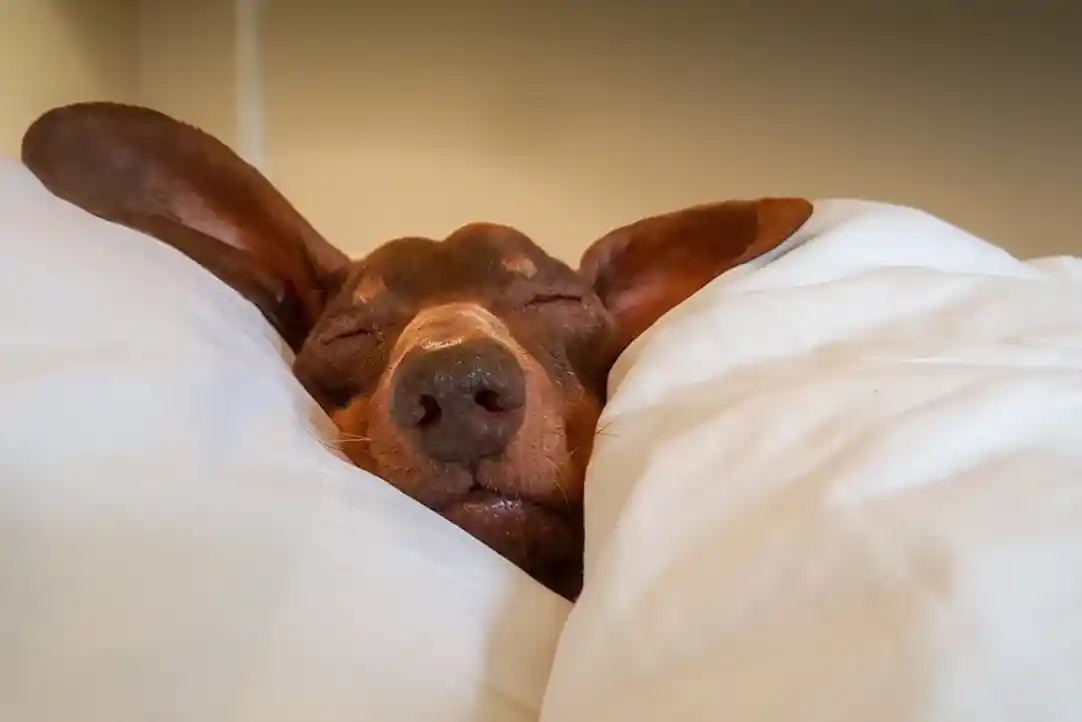 A sleeping dog with large ears nestled comfortably between white blankets. Its eyes are closed, and it has a peaceful expression.