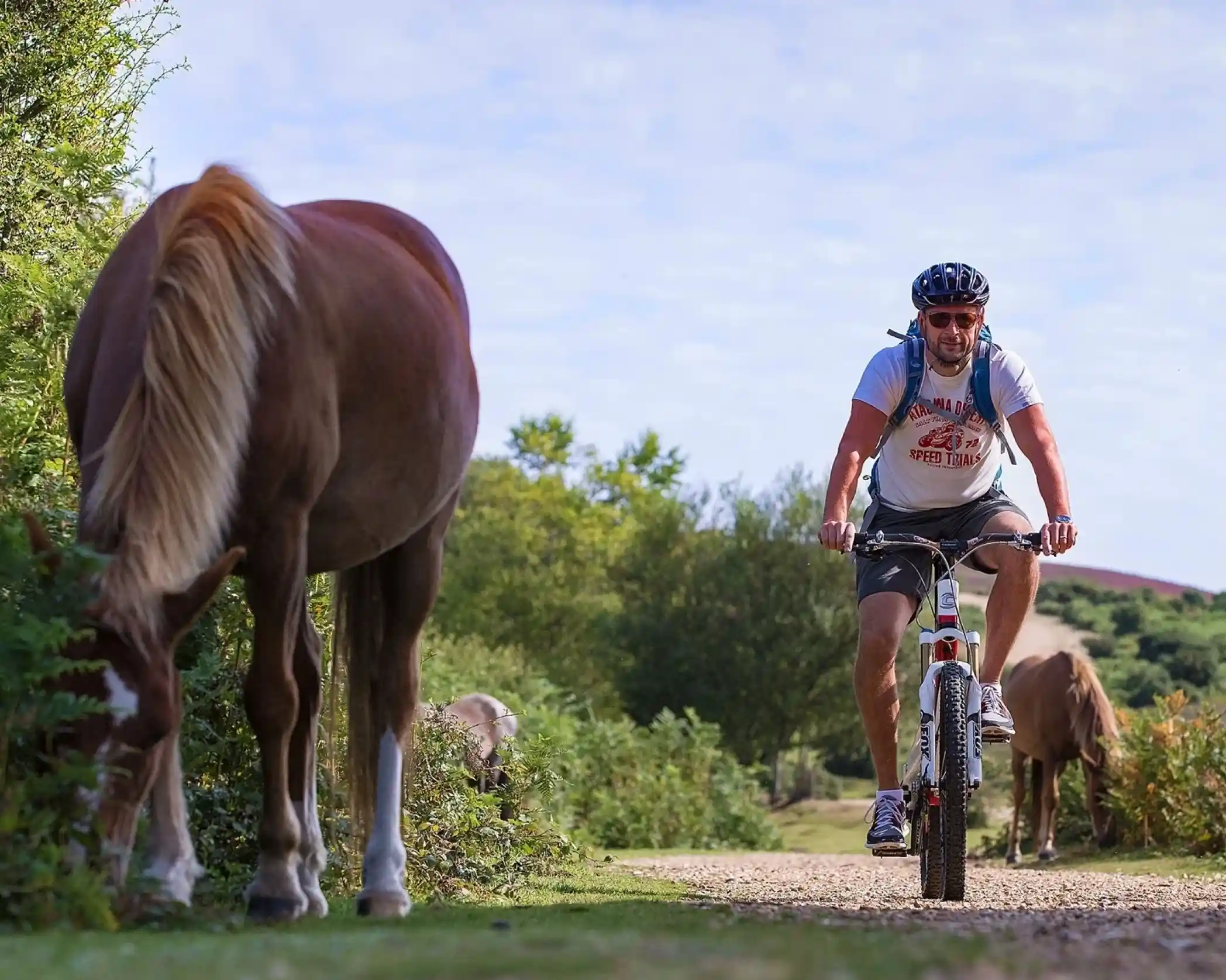 A man rides a bicycle along a gravel path surrounded by greenery, with horses grazing nearby. The sky is clear and sunny.