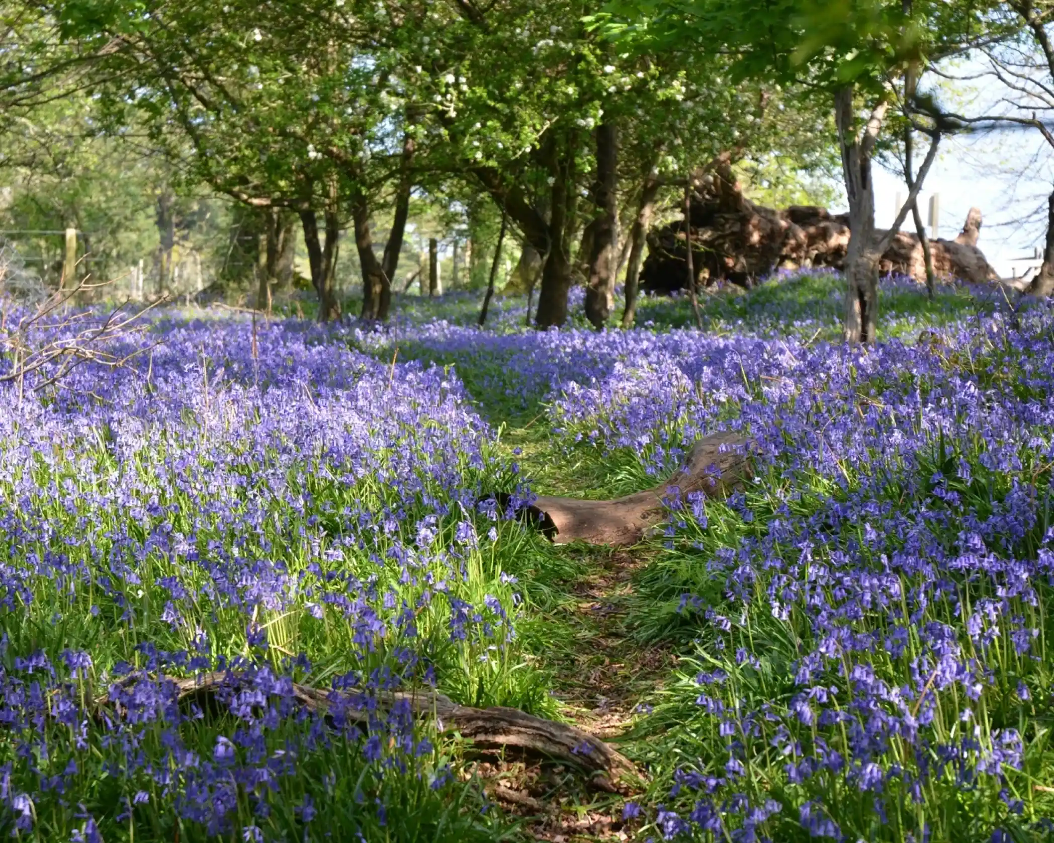 A vibrant meadow filled with bluebells stretches along a winding path, surrounded by lush greenery and trees. Sunlight filters through the canopy, illuminating the delicate purple flowers.