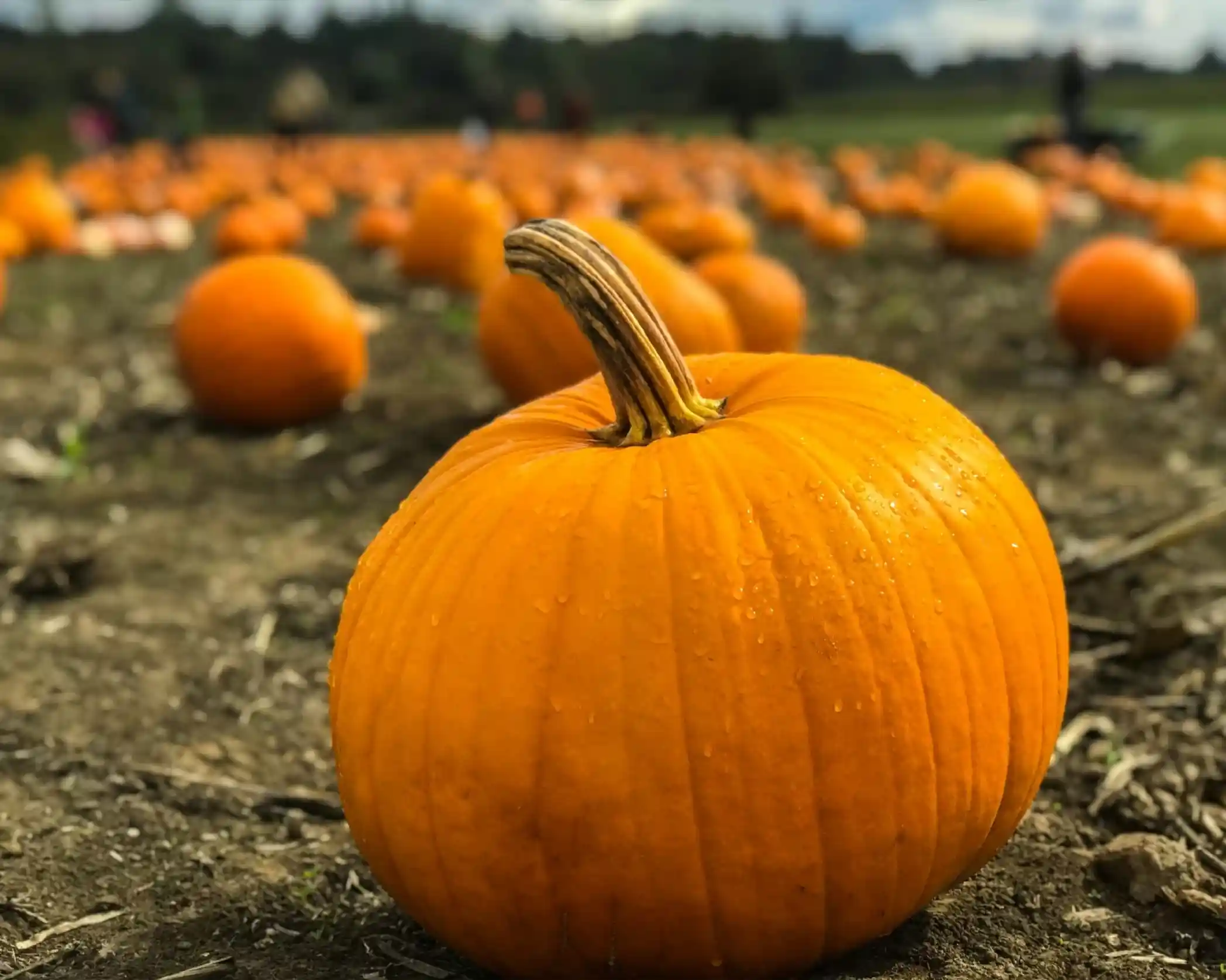 A close-up of a vibrant orange pumpkin with droplets of water on its surface, surrounded by a field of pumpkins in the background.