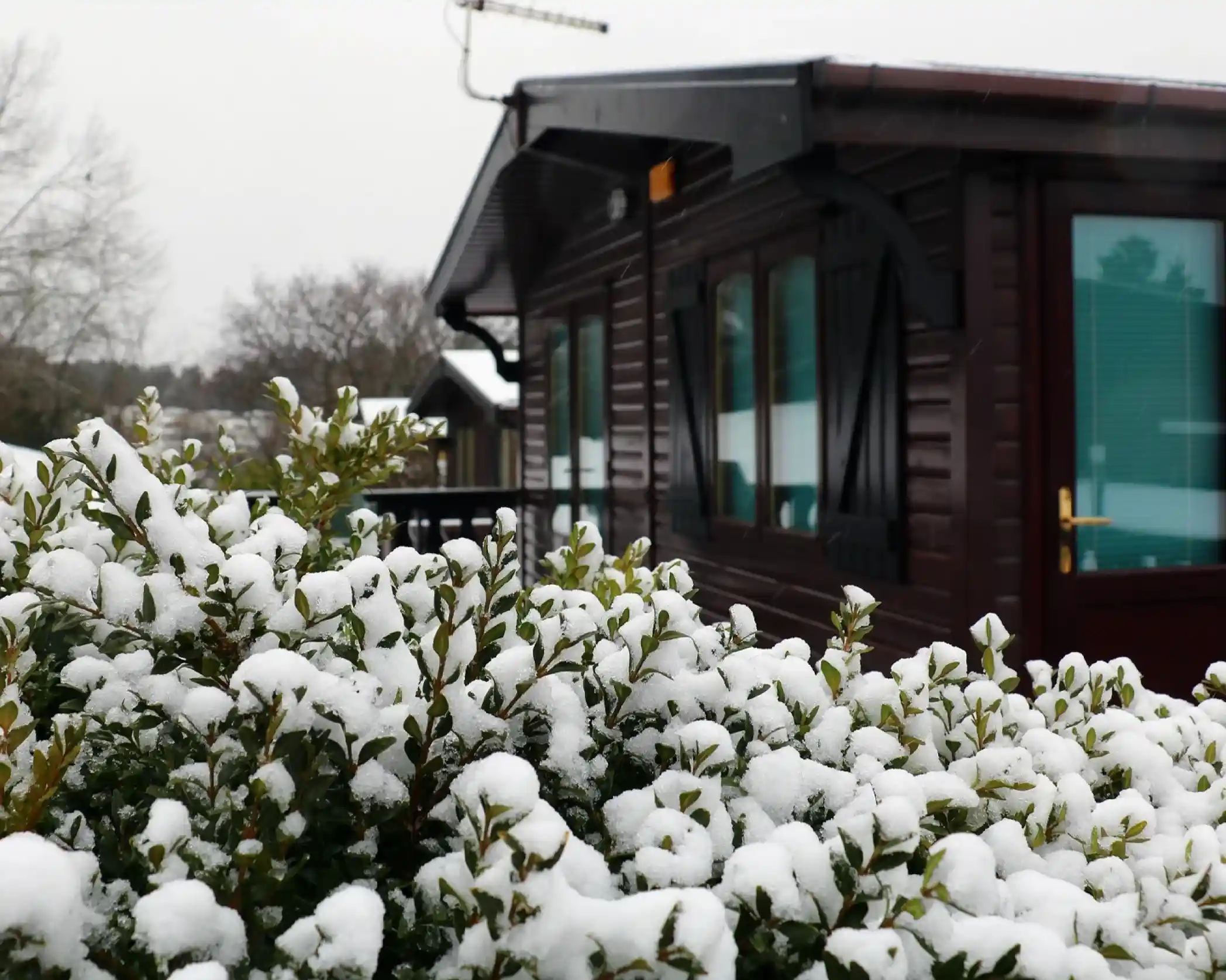 A cabin with dark wooden exterior is partially visible in the background, surrounded by a thick layer of snow on green shrubs in the foreground. Overcast sky creates a wintry atmosphere.