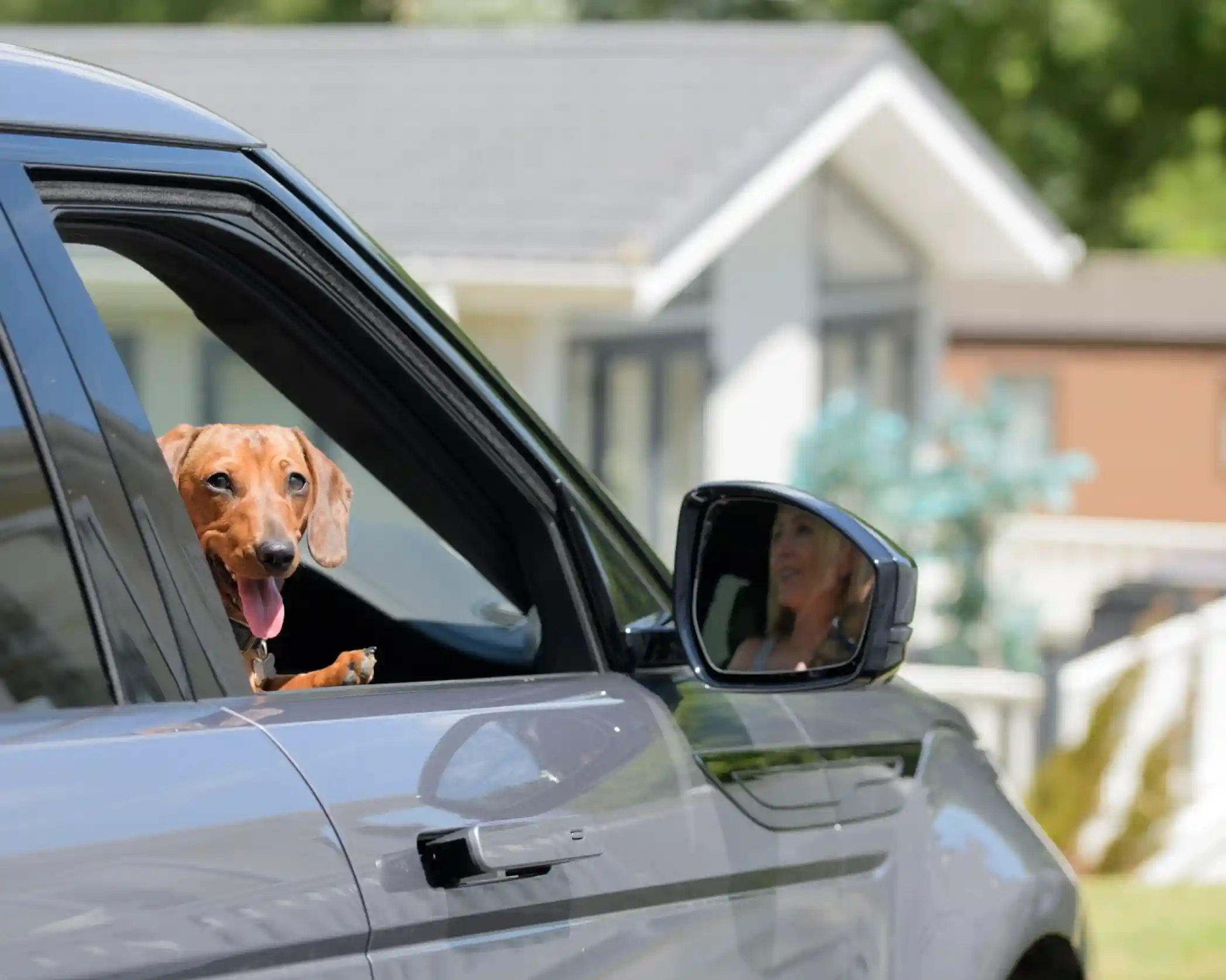 A happy dachshund with its tongue out sticks its head out of a car window, while a person is visible in the passenger seat looking ahead. The background features a house and greenery.