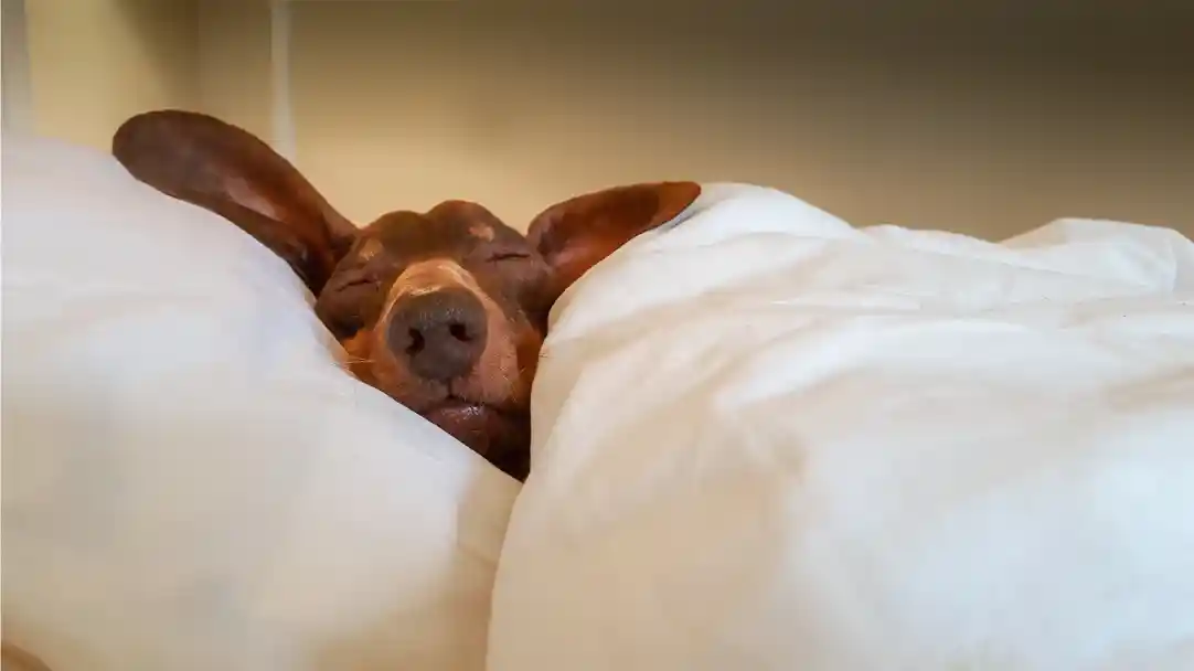 A sleeping brown dog with floppy ears is nestled among white pillows and blankets, appearing cozy and content.