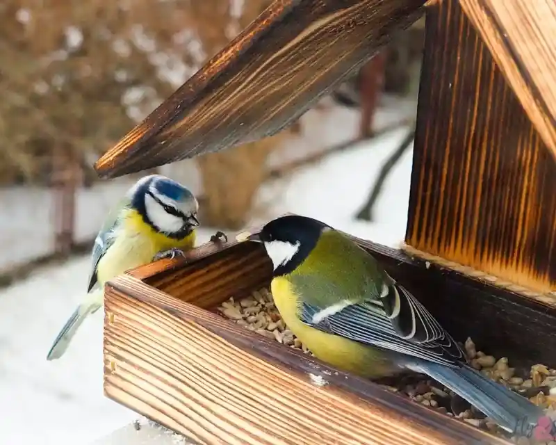 Two small, colorful birds are perched on a wooden bird feeder filled with seeds. One bird has a blue head with a distinctive black stripe and yellow underparts, while the other is predominantly green with a black head and white cheeks. In the background, snow-covered ground and trees are visible.