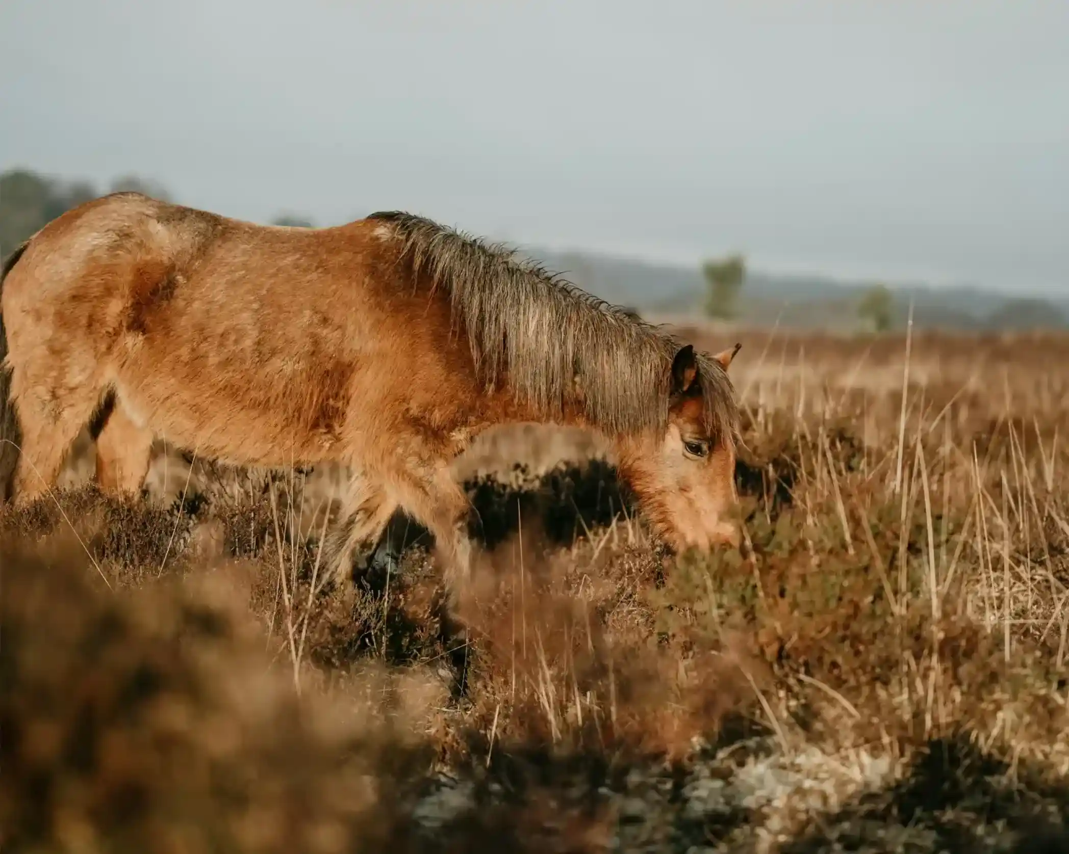 A brown pony grazes on a patch of grass surrounded by tall grass and shrubs, with a hazy landscape in the background.