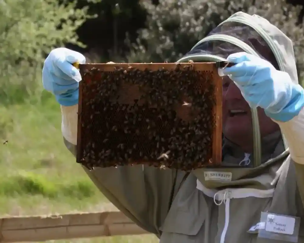 A beekeeper in protective gear holds a frame filled with bees, inspecting it in a sunny outdoor setting.
