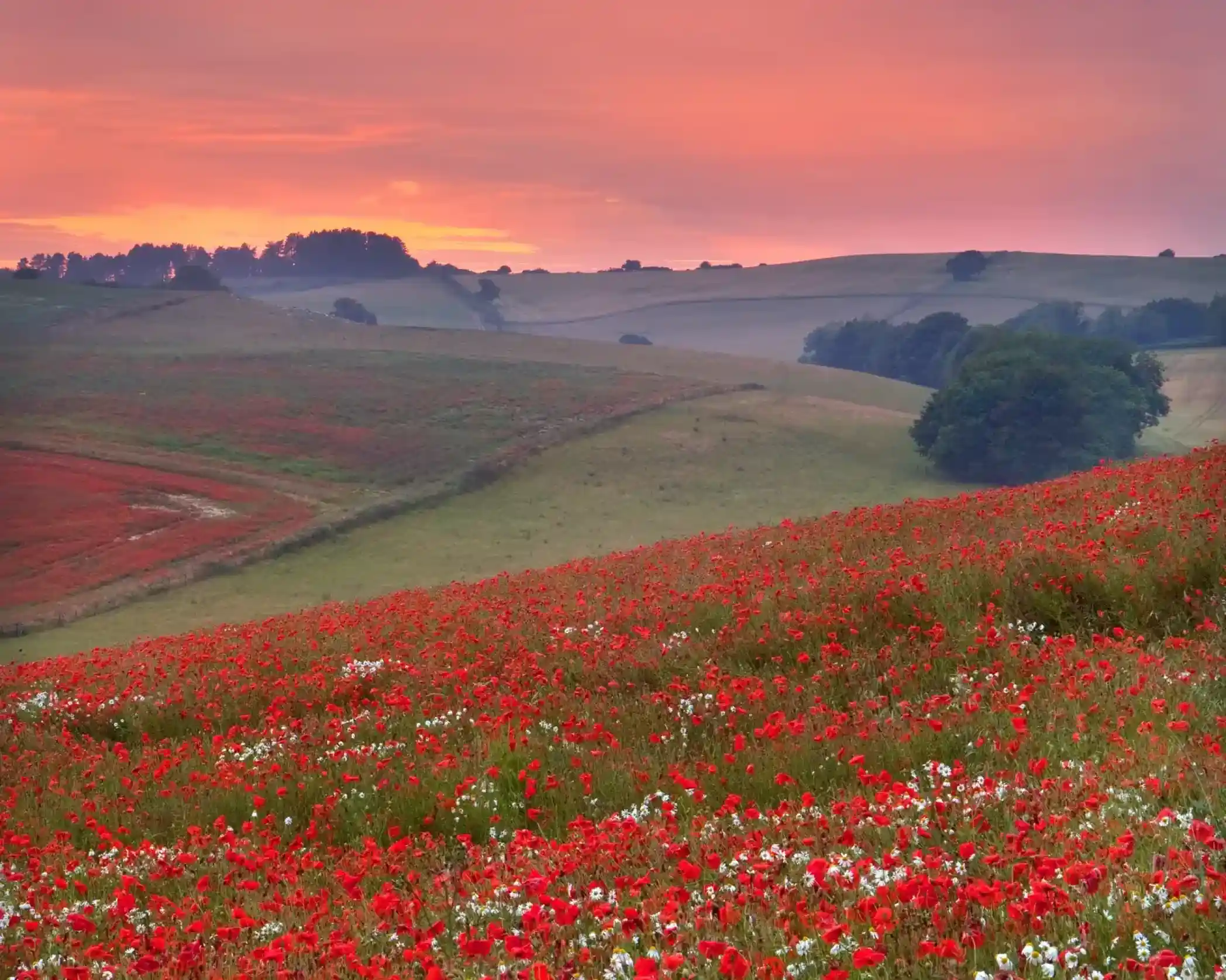 Rolling hills covered in a vibrant field of red poppies and white wildflowers under a soft, pink sunrise sky.