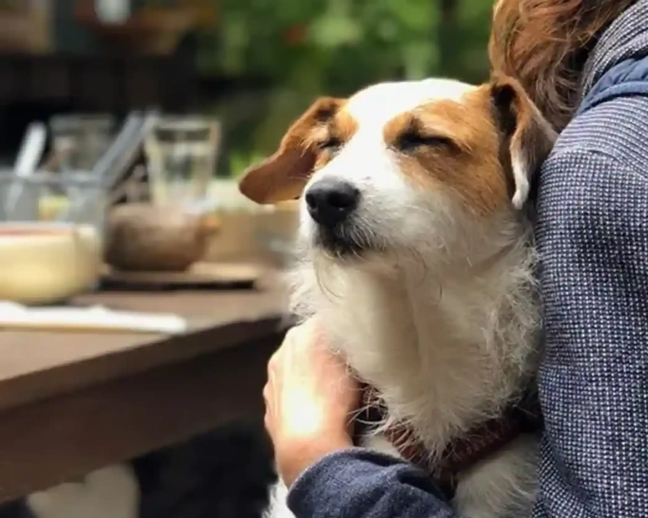 Close-up of a white and tan terrier mix dog with eyes closed, being held by a person wearing a blue jacket.