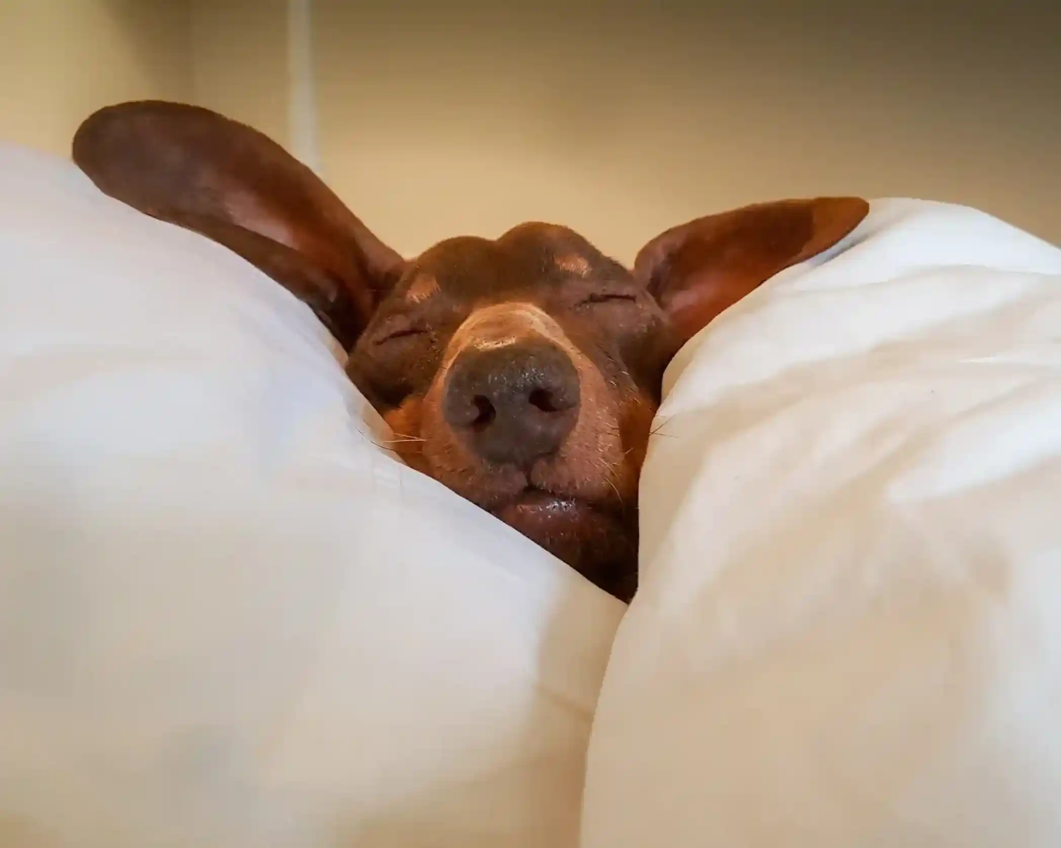 A brown dog with large ears peacefully sleeps nestled between white pillows. Its eyes are closed and it has a content expression.