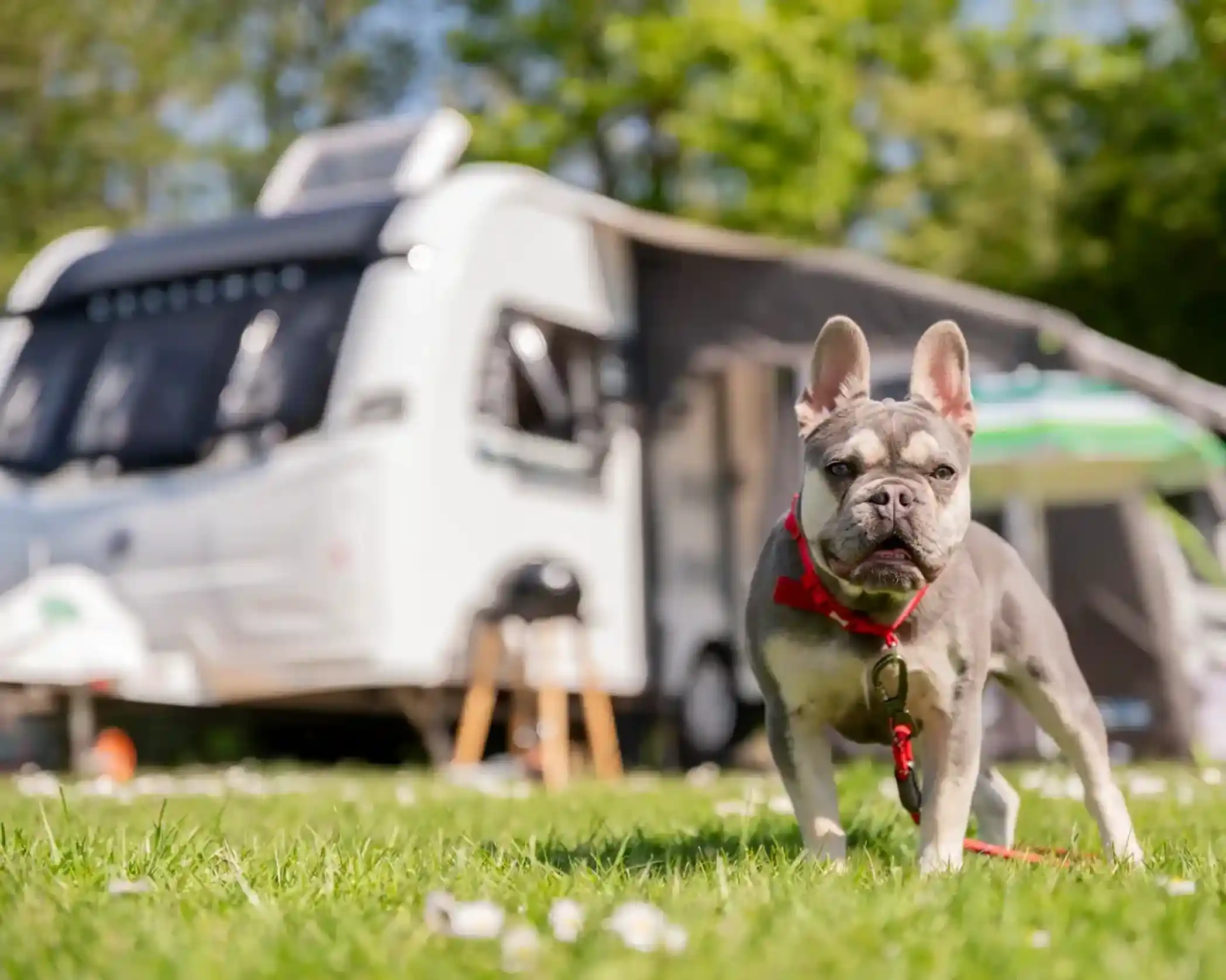 A French bulldog with a red collar stands on grass in front of a white camper van.