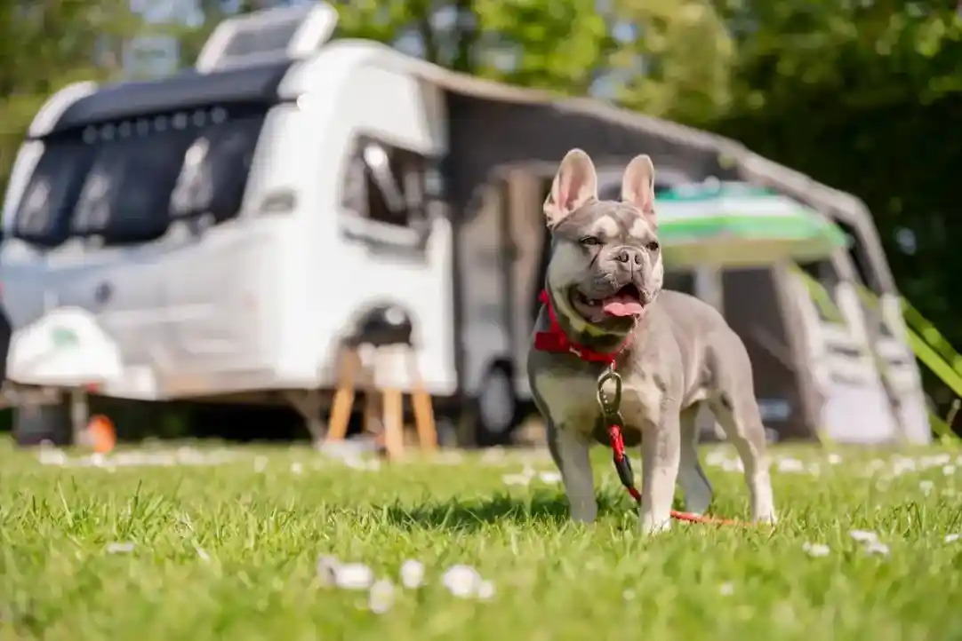 French bulldog in a red collar and leash stands on a grassy field in front of a camper van and awning.