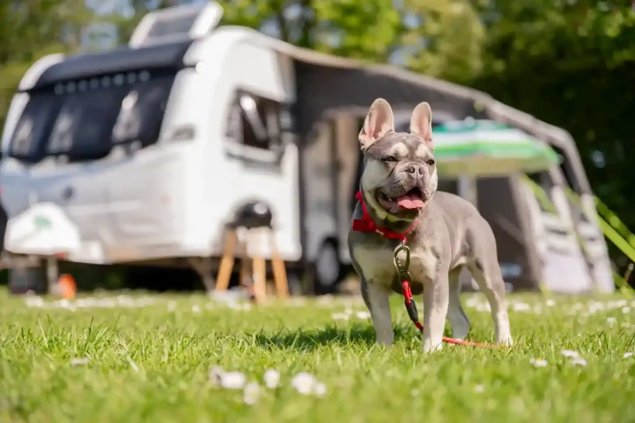 French bulldog in a red collar and leash stands on a grassy field in front of a camper van and awning.