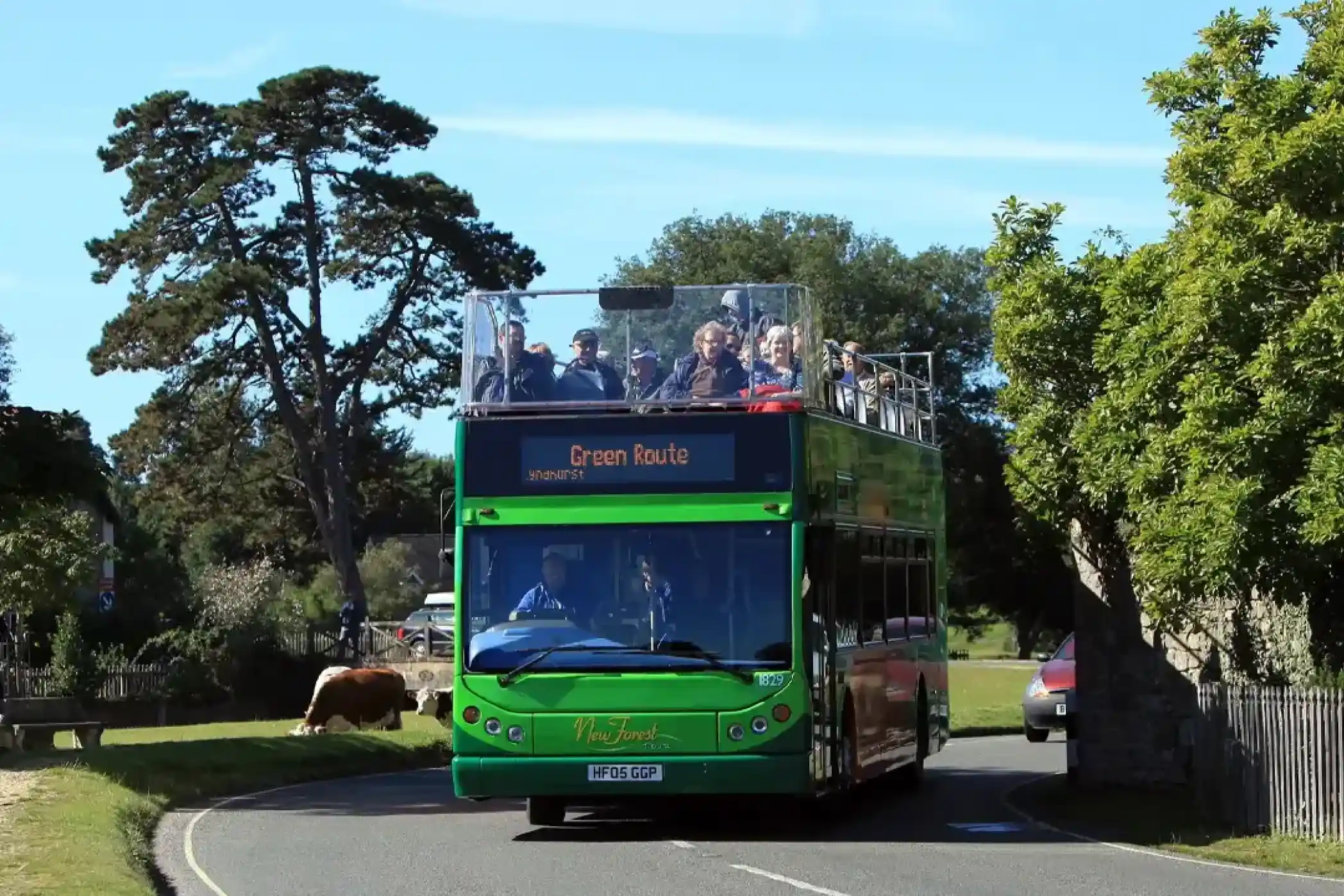 Green open-top double-decker bus with passengers drives past cows grazing on a sunny day.