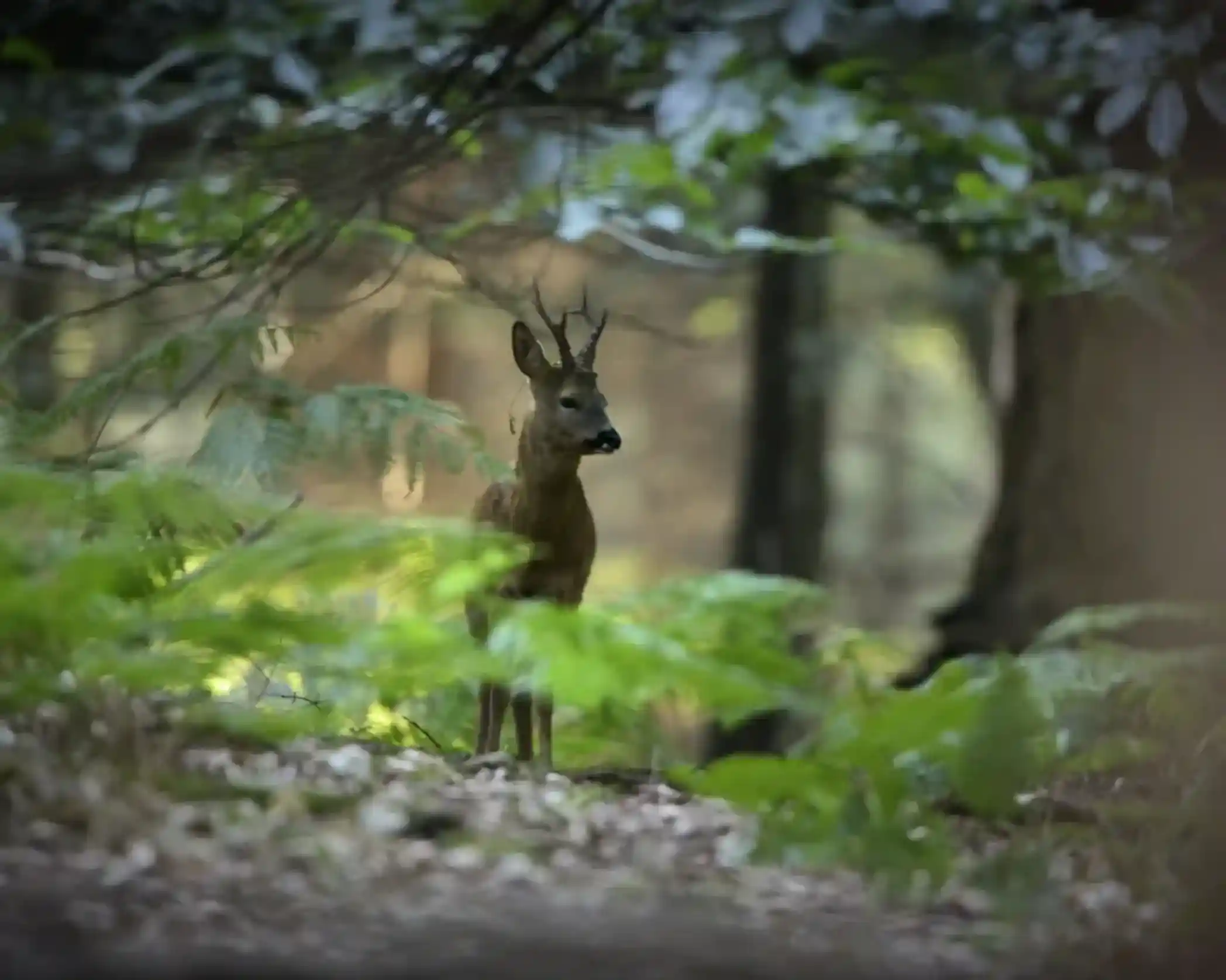A young deer with small antlers stands alert amongst ferns and foliage in a sun-dappled forest.