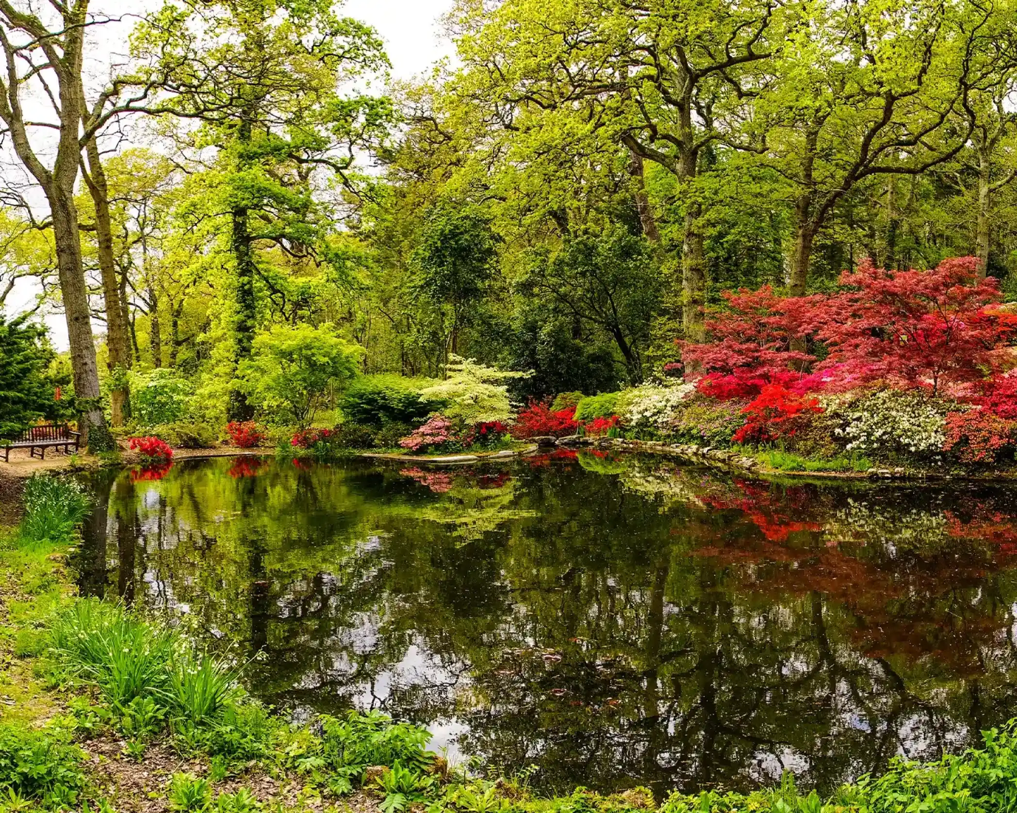 A tranquil pond reflects a lush garden bursting with red, pink, and white azaleas and vibrant green trees.