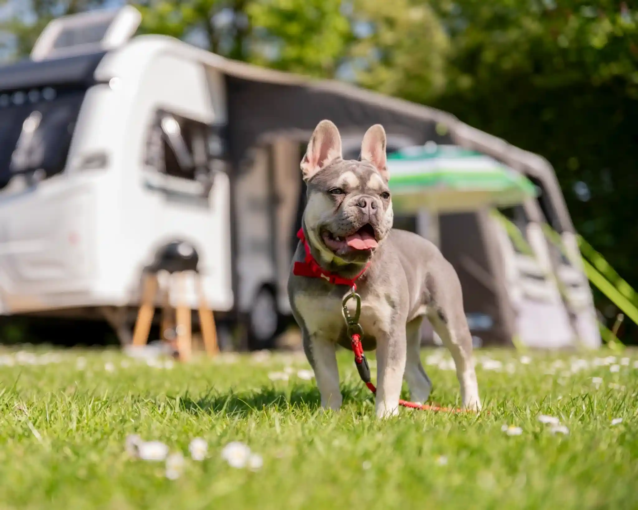 A happy French Bulldog stands on green grass, wearing a red harness and leash, with a camper van and outdoor setup in the background. Sunlight filters through the trees, creating a cheerful atmosphere.